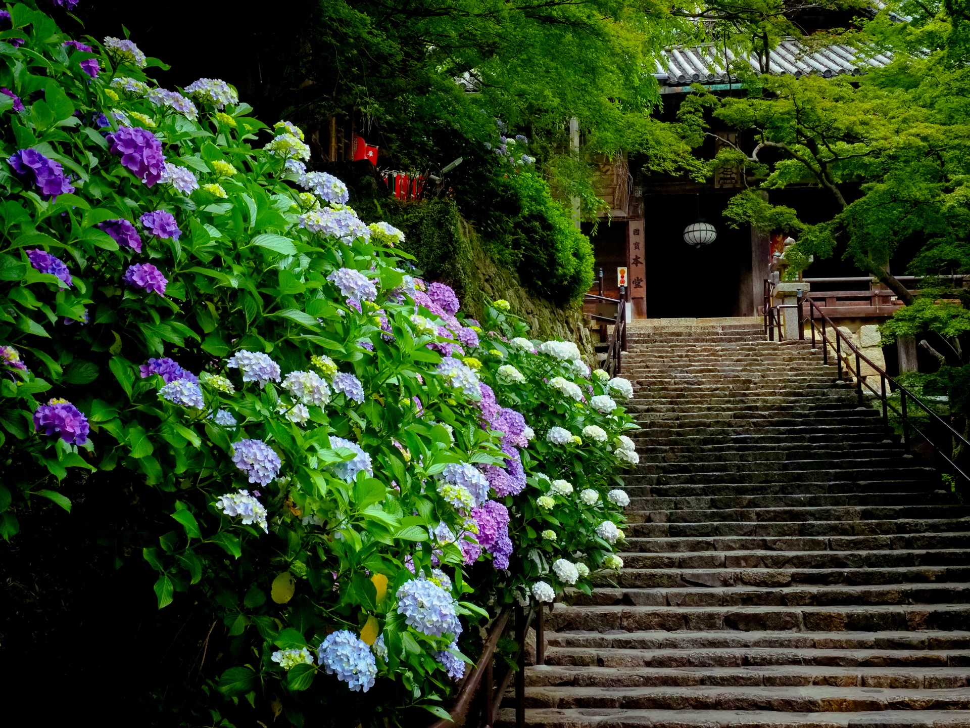 Stone staircase rising to a wooden gate with hanging lantern, lined with purple, blue and pink hydrangea bushes at Nara Hasedera