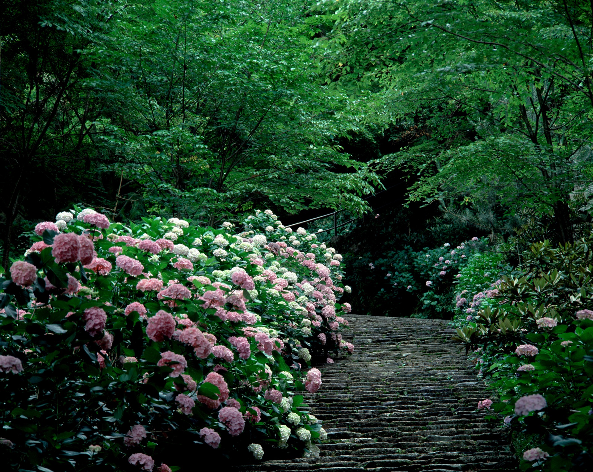 Pink and white hydrangea bushes lining a stone path through a forest at Nara Hasedera