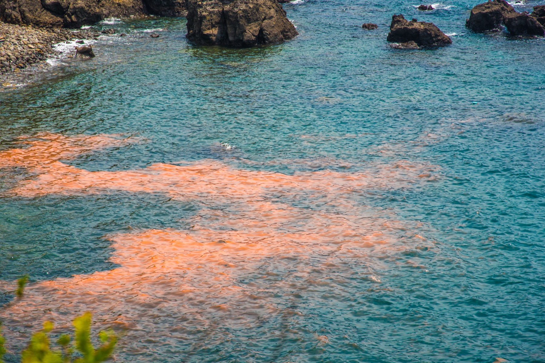 Daytime view of a coastal bay where streaks of orange-pink Noctiluca red tide drift across clear teal water near dark rocks, the same plankton that glows blue at night.