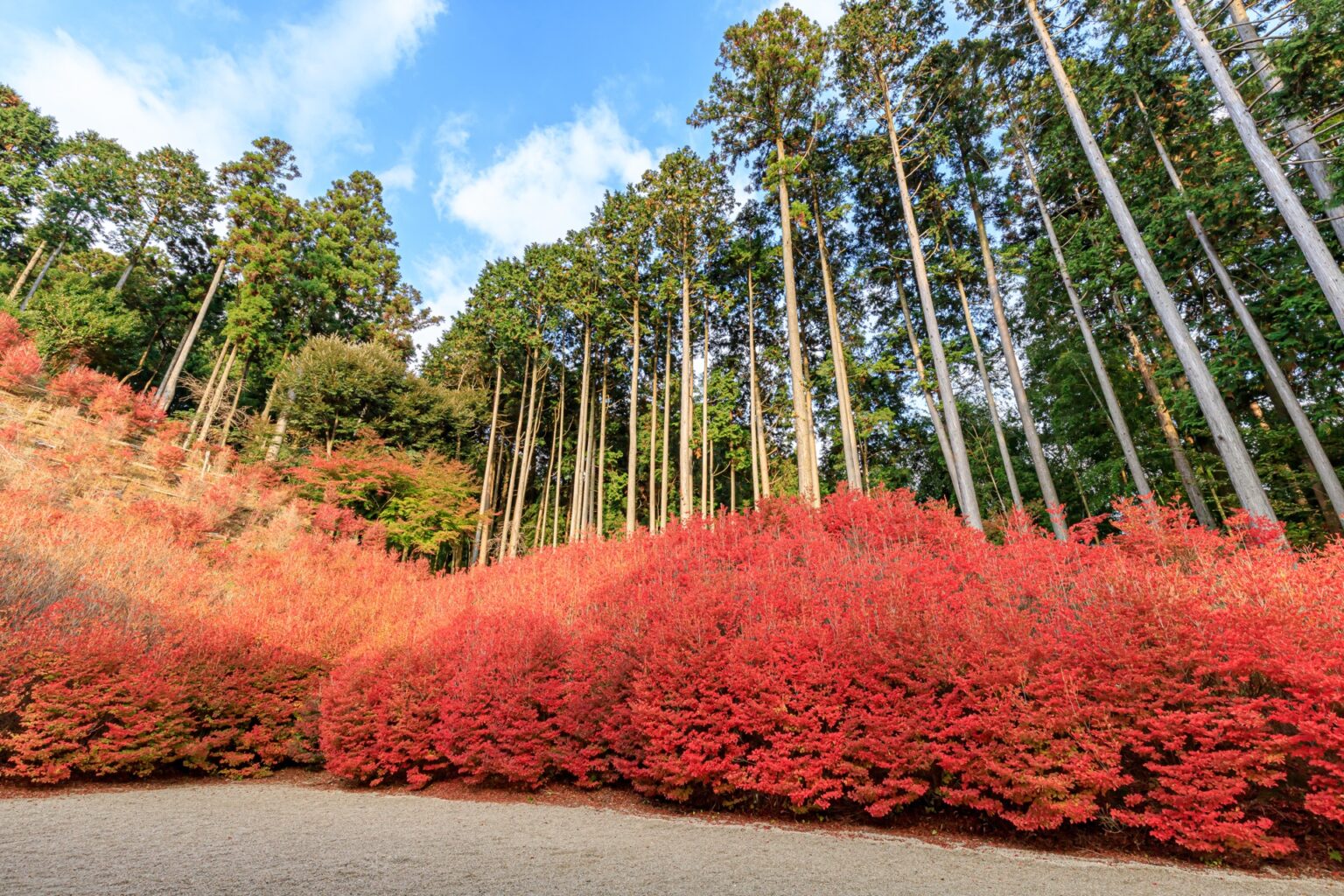 A wall of red doudan-tsutsuji shrubs at Nomiyama in peak autumn with tall cedar trees rising behind them
