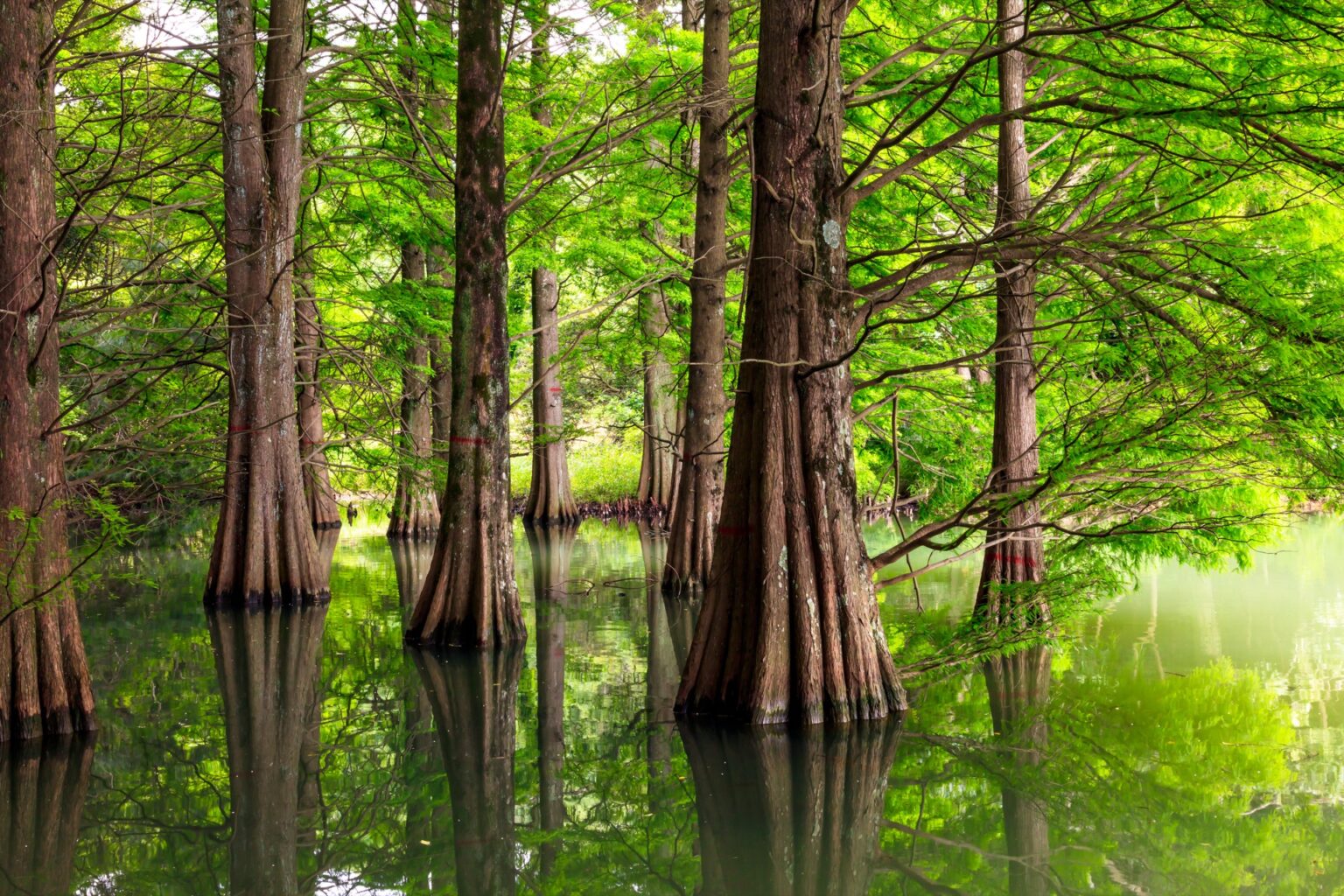 Close detail of bald cypress tree roots emerging from green pond water with reflections of the canopy above