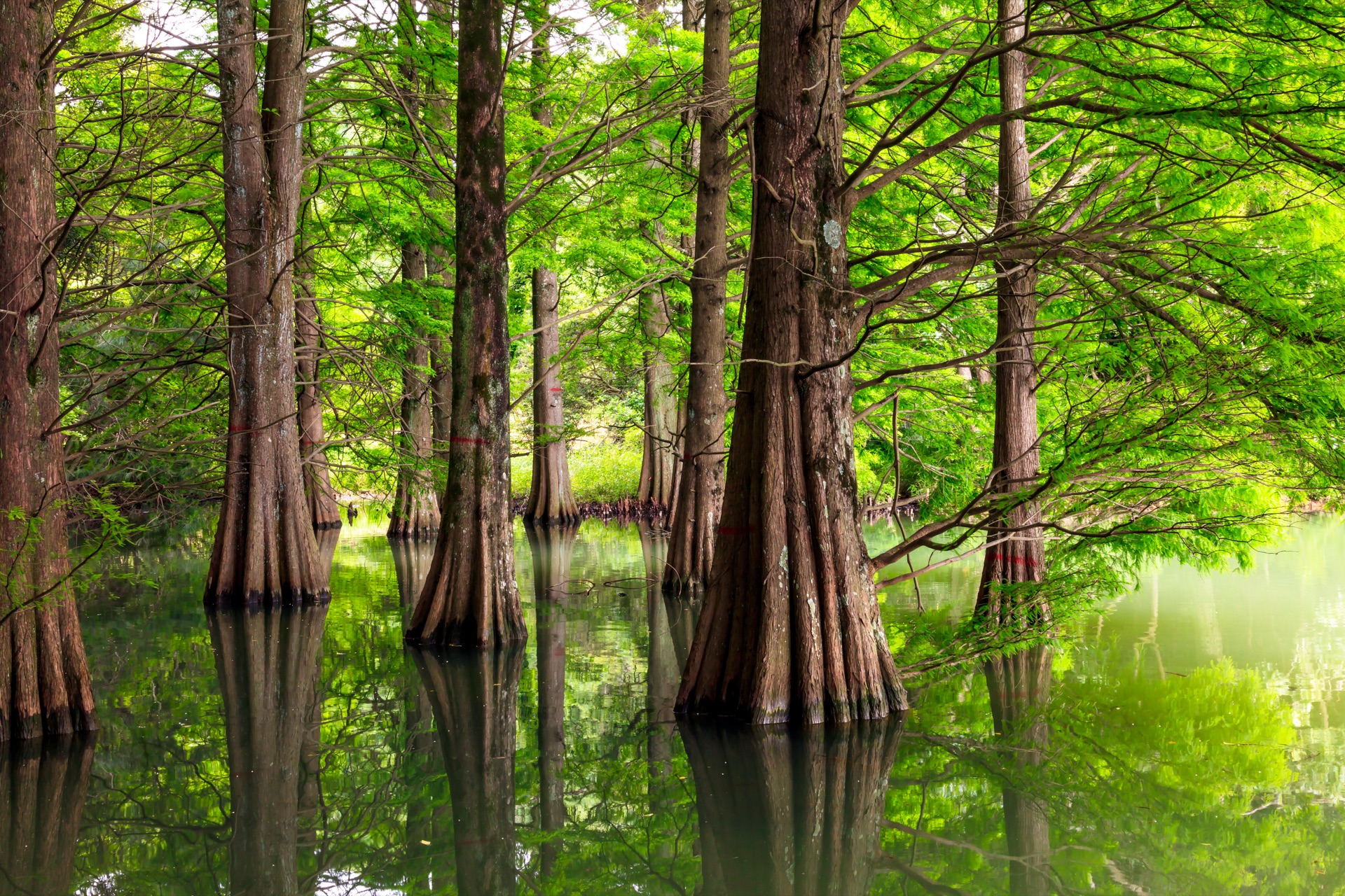 Close detail of bald cypress tree roots emerging from green pond water with reflections of the canopy above