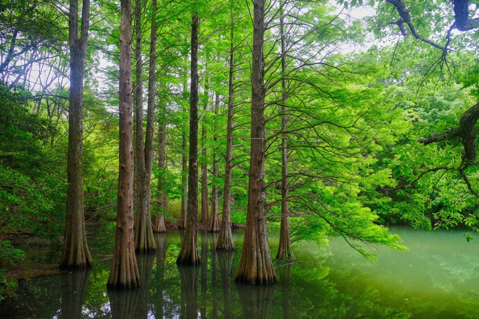 The bald cypress trees of Kyudai-no-Mori standing in green water with bright summer foliage filling the canopy