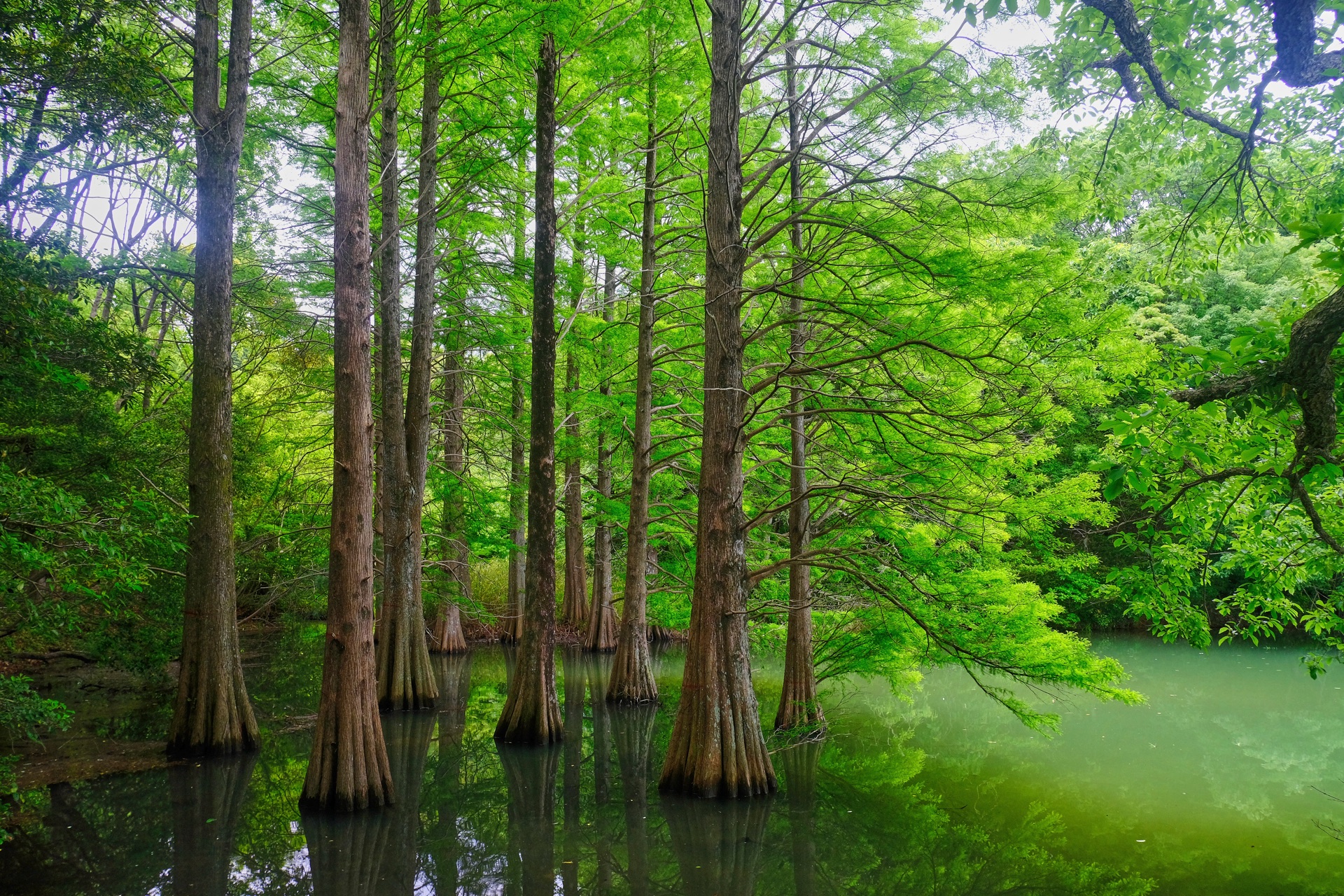 The bald cypress trees of Kyudai-no-Mori standing in green water with bright summer foliage filling the canopy
