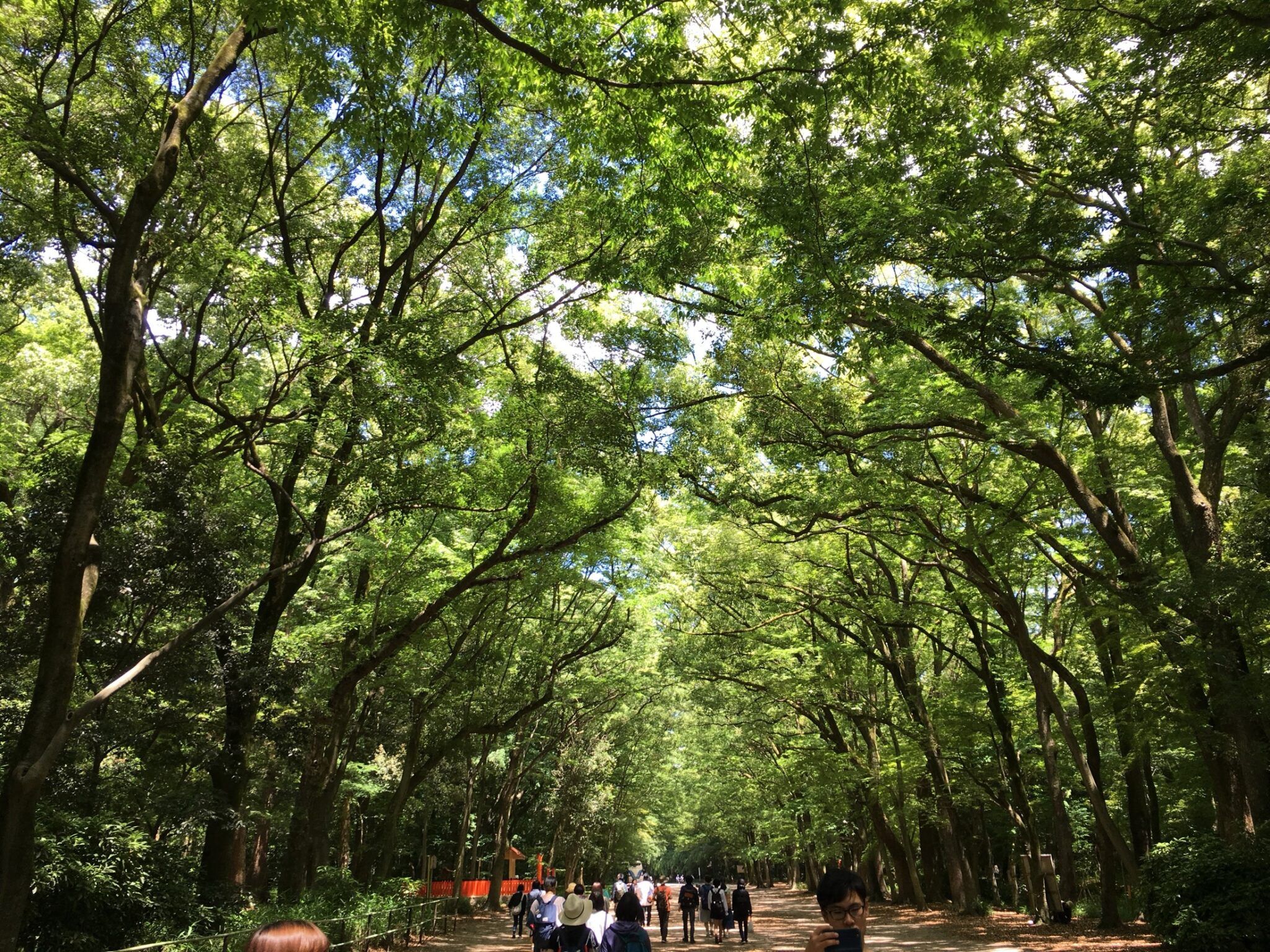 The Tadasu no Mori primeval forest at Shimogamo Shrine in June with a full green canopy of trees arching over the gravel approach path lined with vermillion fences and walking visitors a 124000 square metre patch of preserved ancient woodland in central Kyoto