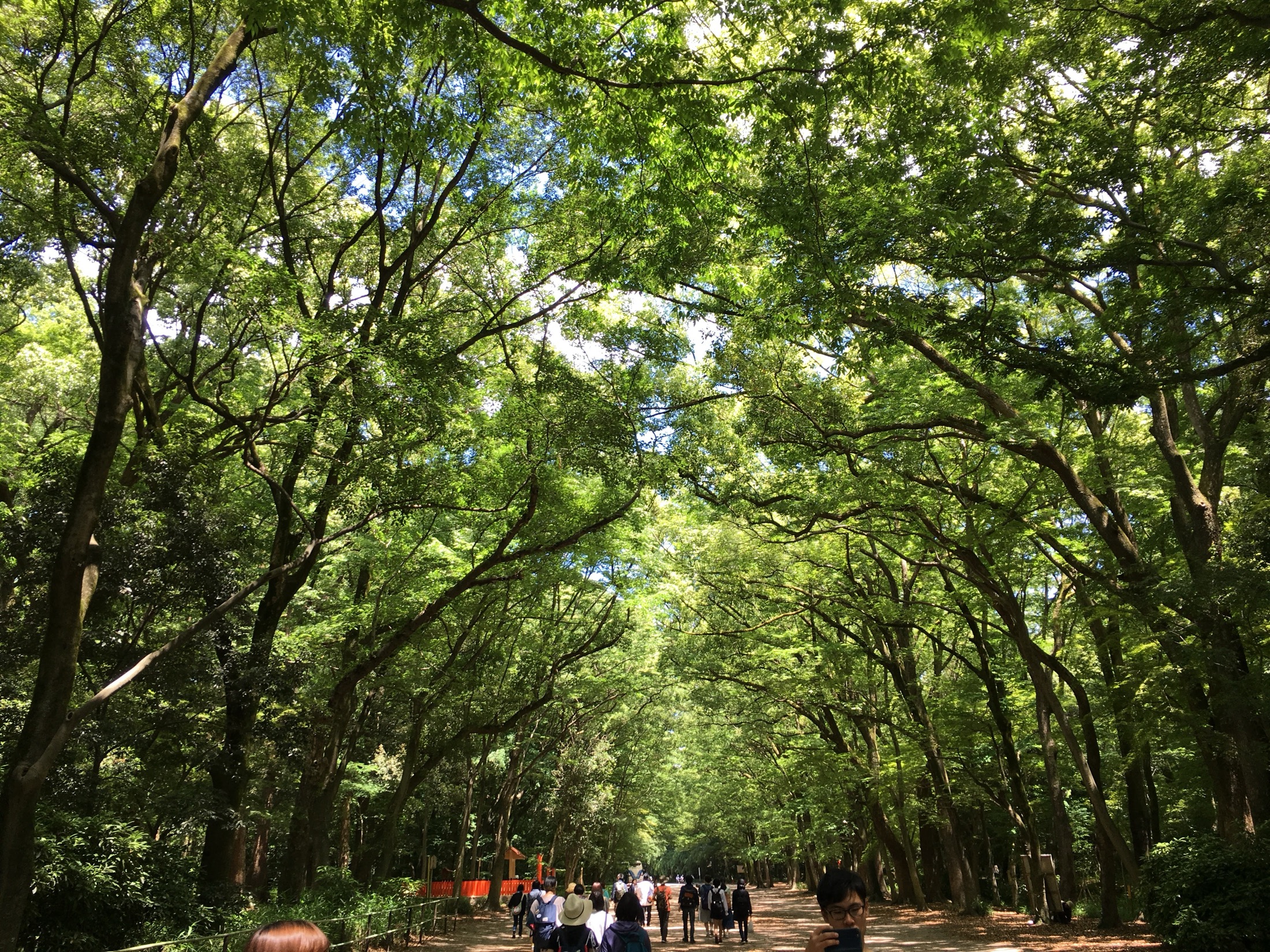 The Tadasu no Mori primeval forest at Shimogamo Shrine in June with a full green canopy of trees arching over the gravel approach path lined with vermillion fences and walking visitors a 124000 square metre patch of preserved ancient woodland in central Kyoto