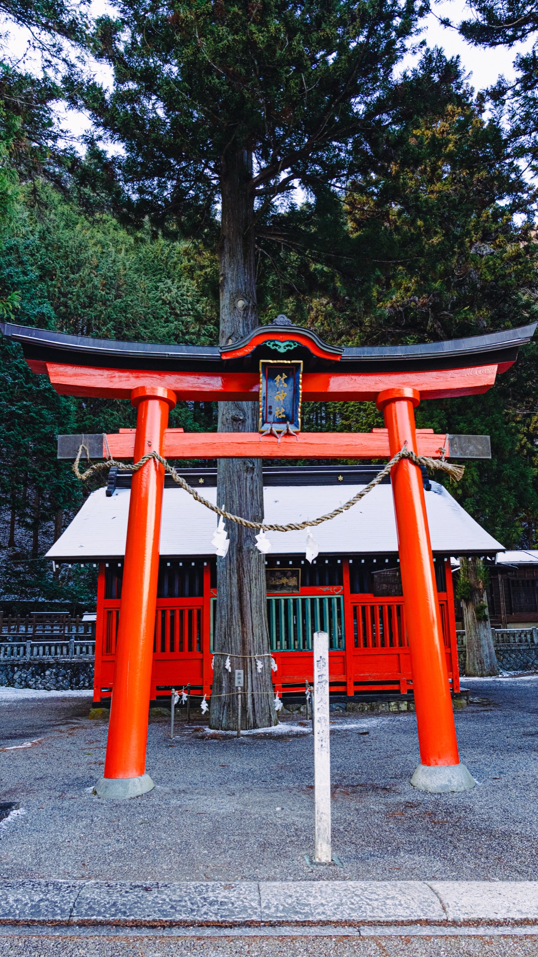 A close view of the Shizume Shrine red torii with a cedar tree growing directly behind the central pillar