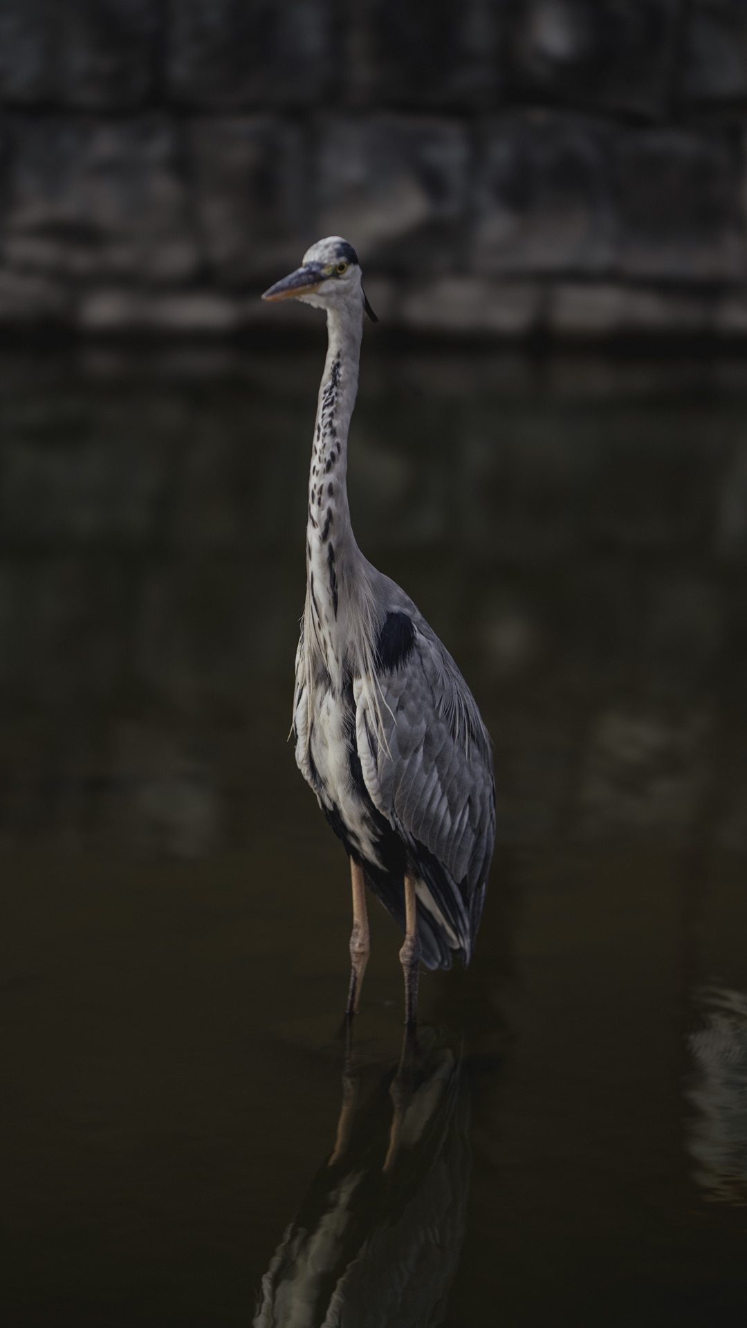 A grey heron standing in the still water of Toji temple's moat with the stone wall behind