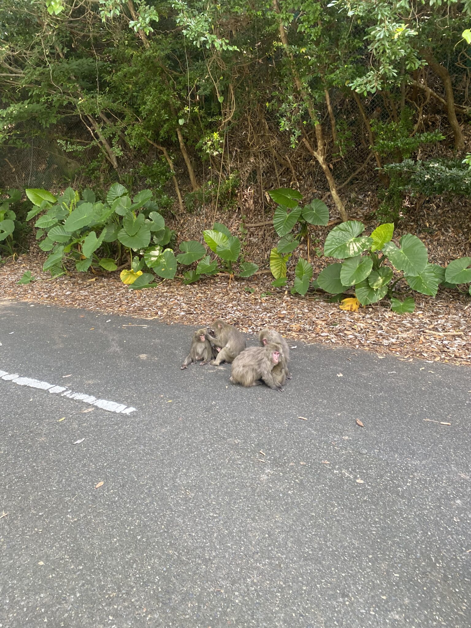 A yakuzaru family on the Seibu Rindo forest road in Yakushima