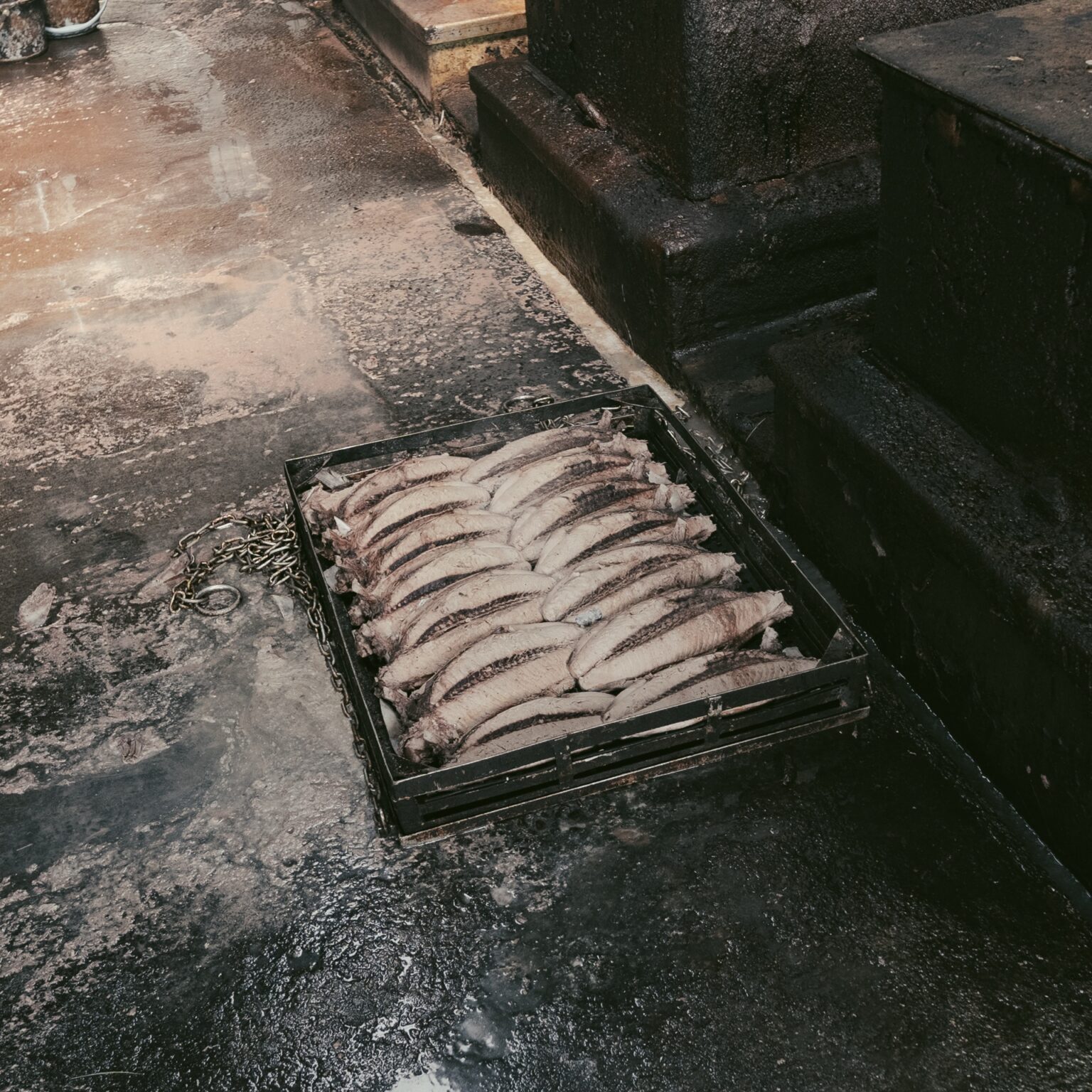 A black iron tray of boiled skipjack bonito loins lined up for filleting and bone removal