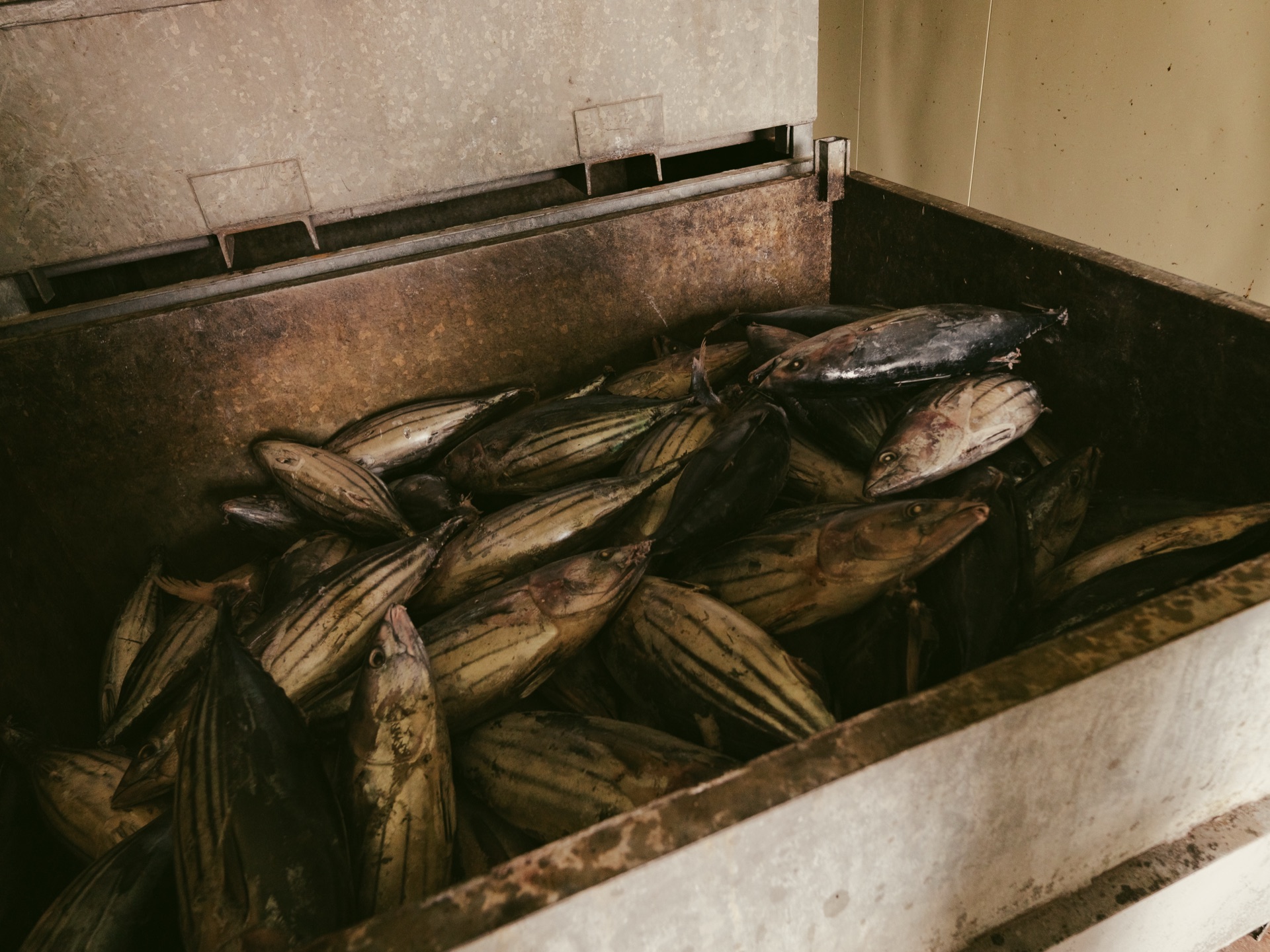 A metal tray of fresh whole skipjack bonito ready for processing at Yamaju