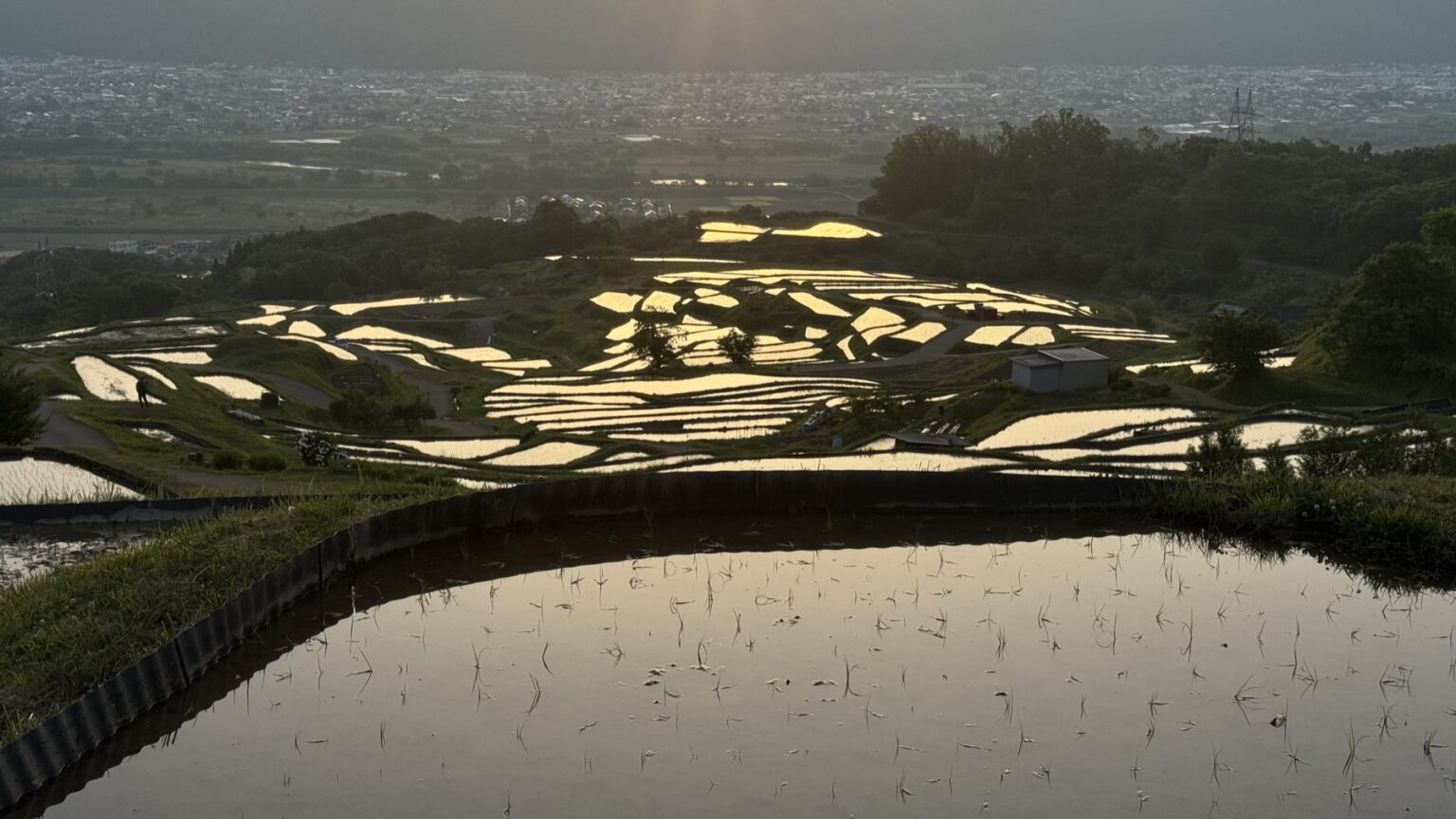 Golden early-morning light reflected across the stepped, water-filled rice paddies of Obasute in late May, with the Zenkoji plain and the Chikuma River valley spreading out below in the haze