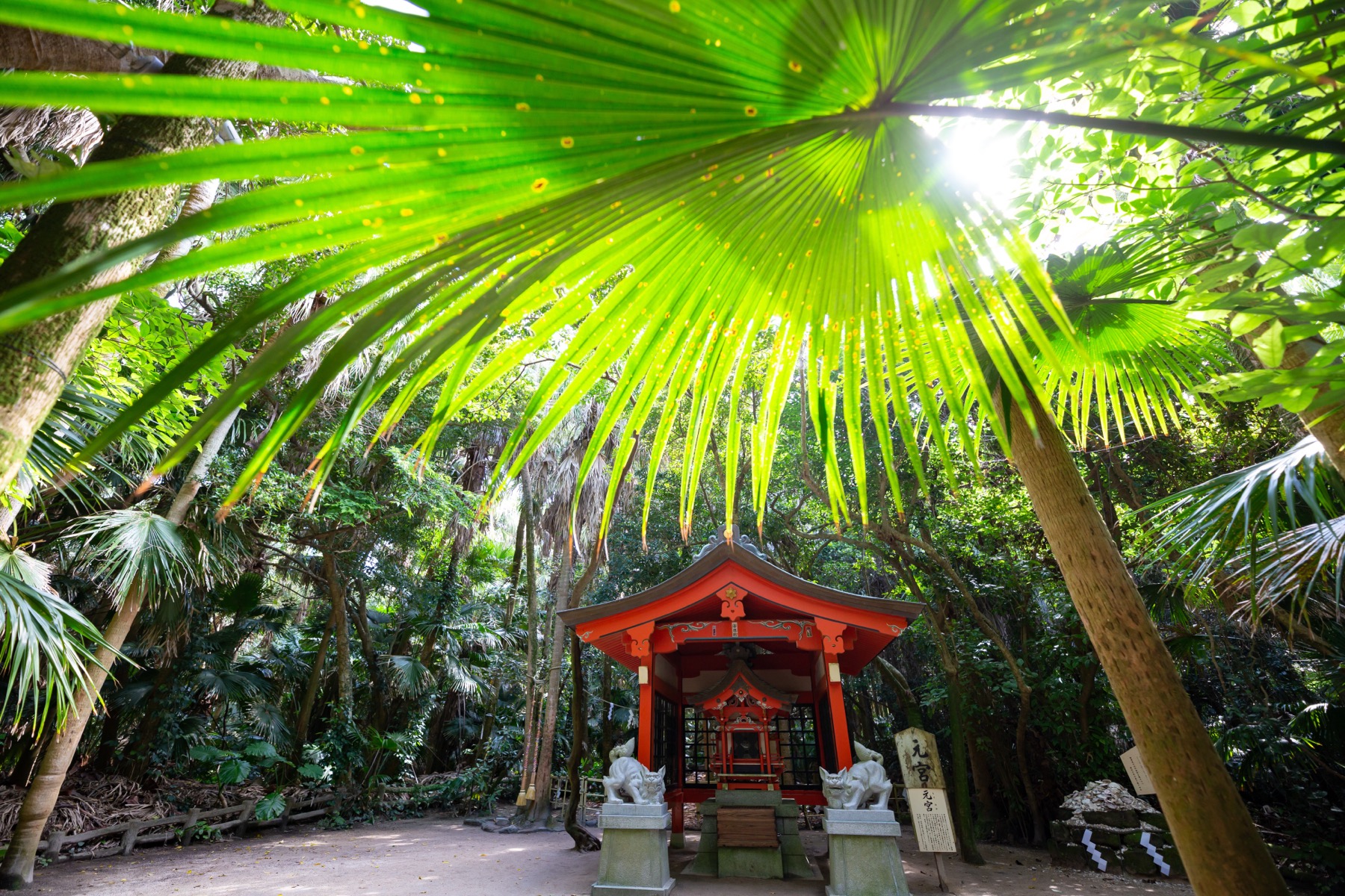 A small vermilion sub-shrine deep in the dense subtropical biro palm forest at the centre of Aoshima island, sunlight through huge palm fronds, Miyazaki.