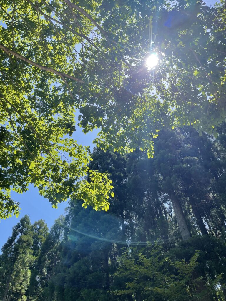 Sunlight bursting through the bright green summer canopy of mixed broadleaf and cedar trees against a blue sky in the Ashiu forest