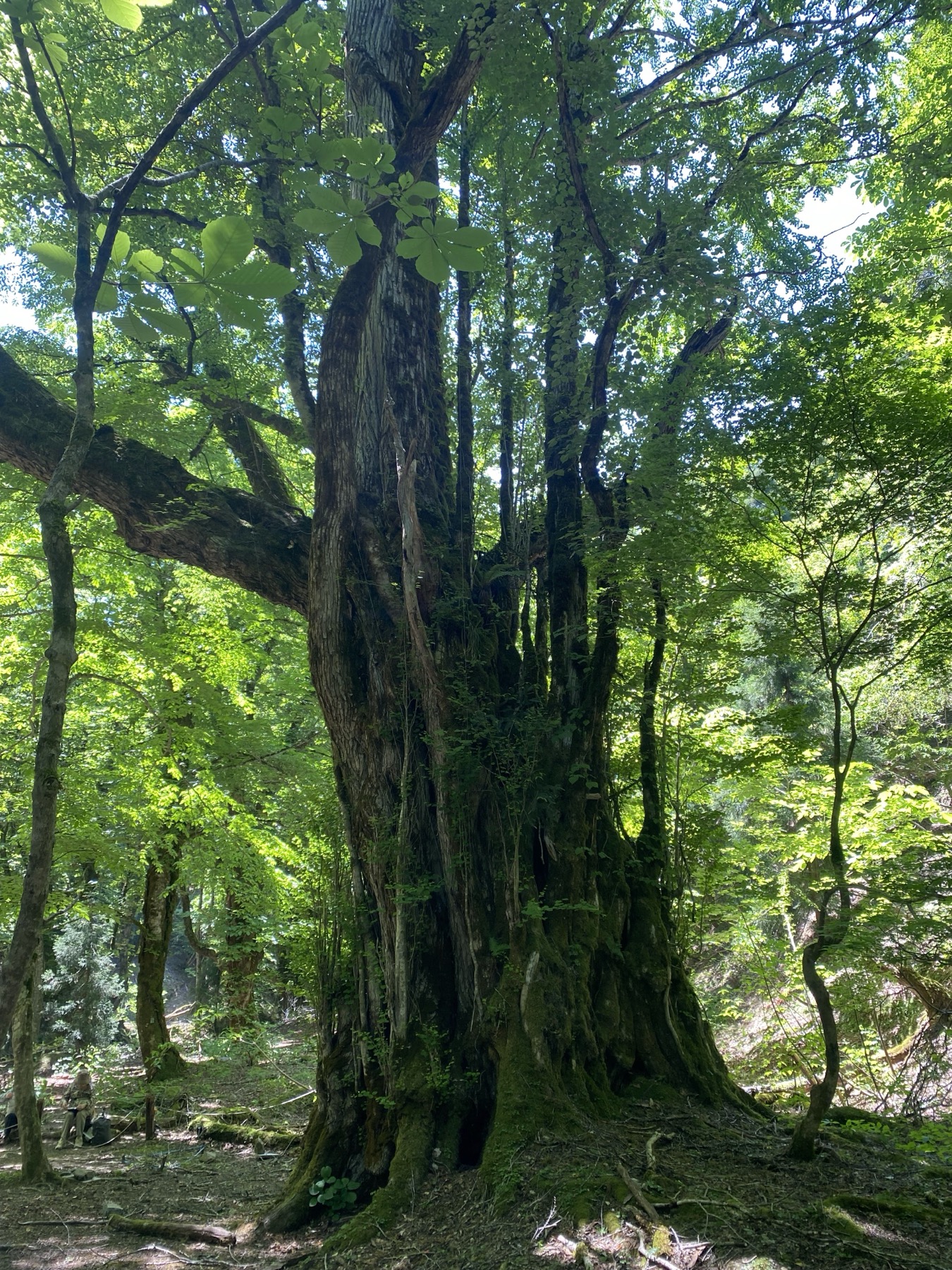 A massive old tree with a moss-covered, multi-stemmed trunk rising through the bright green summer understorey of the Ashiu primeval forest, with a person small at its base for scale