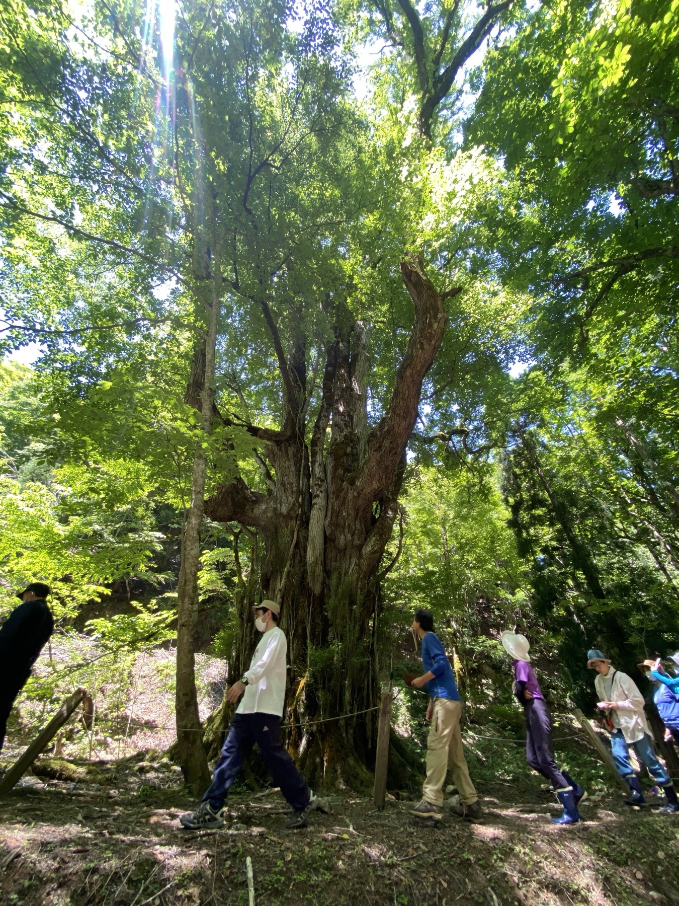 A small guided group of hikers walking in single file past a huge old multi-trunked tree in the Ashiu forest, a rope marking the path and bright green summer foliage all around