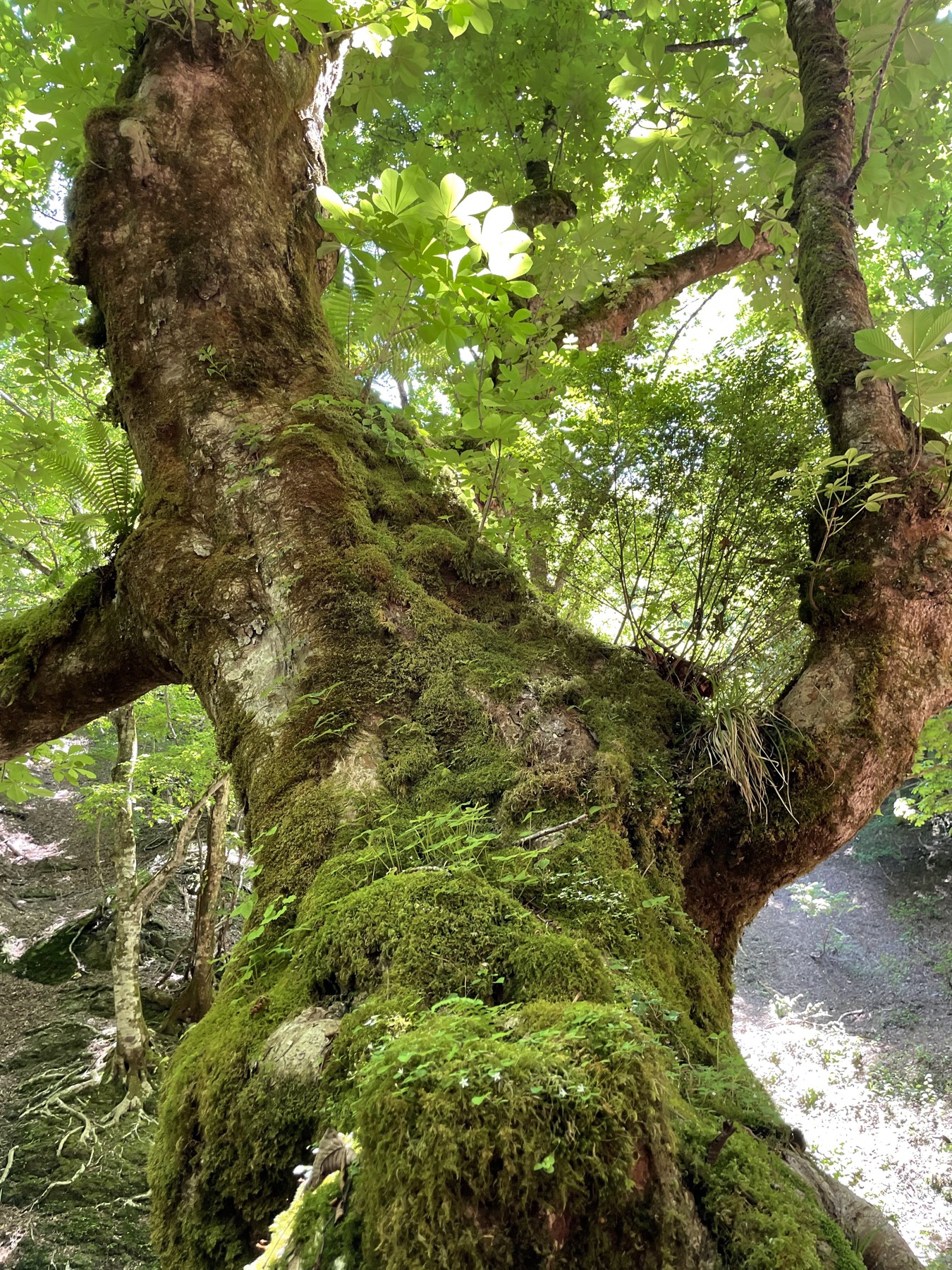 Looking up the gnarled, moss- and fern-covered trunk of an ancient tree in the Ashiu forest, its thick limbs spreading into a green summer canopy