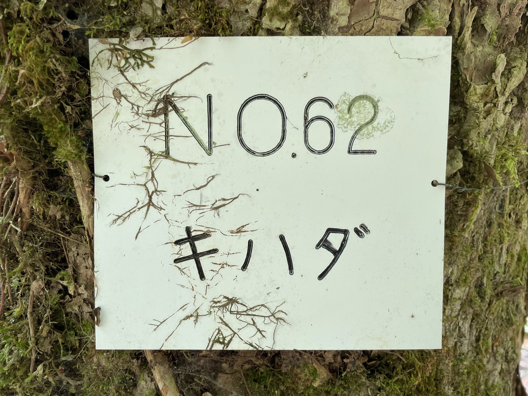A weathered white plant-survey label reading No. 62 Kihada wired to the mossy bark of a tree in the Ashiu research forest