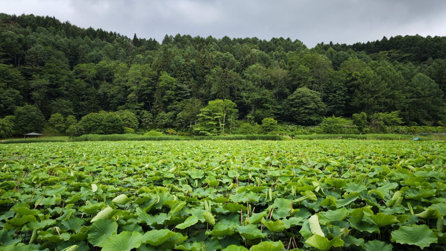 A broad view across Asumiko pond's lotus-leaf surface toward forested hills and a grey sky in Fujiyoshida in late June.