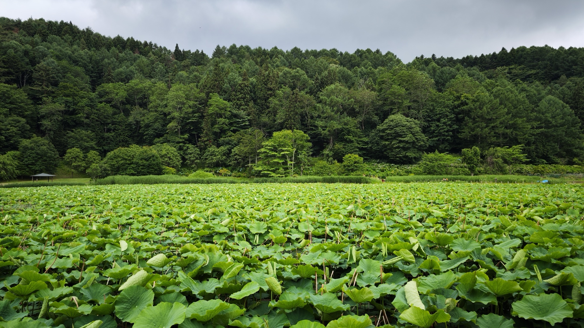 A broad view across Asumiko pond's lotus-leaf surface toward forested hills and a grey sky in Fujiyoshida in late June.