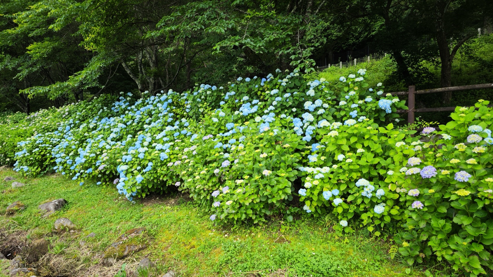 A thick band of blue mophead hydrangea in full bloom along a grassy edge at Asumiko pond park, Fujiyoshida, Yamanashi.