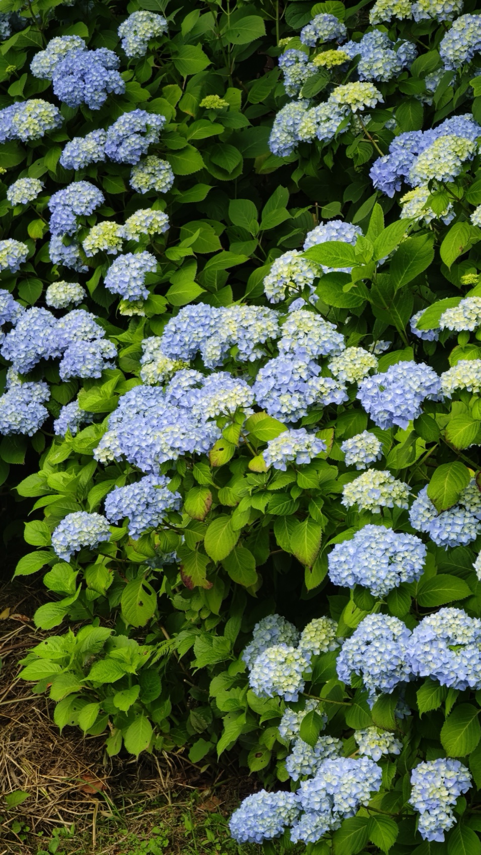 A tall bank of blue and white hydrangea bushes in bloom on a slope with trees behind at Asumiko pond, Fujiyoshida, shot upright.