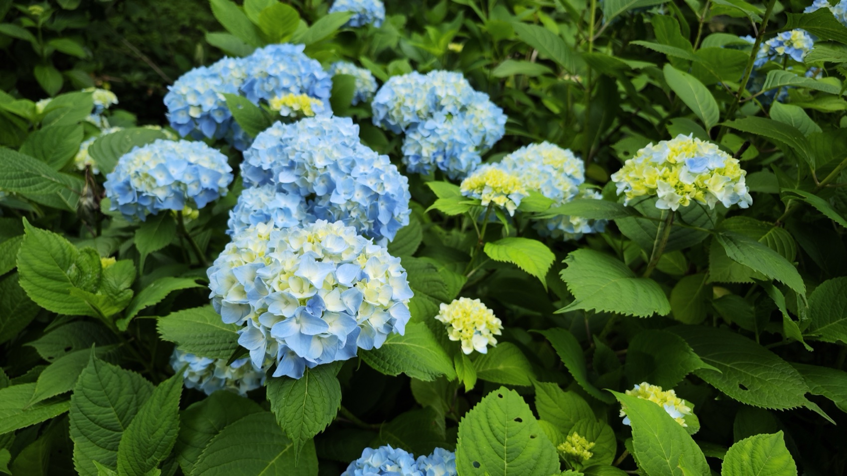 A close-up of a rounded blue mophead hydrangea flower head with buds still opening at Asumiko pond, Fujiyoshida.