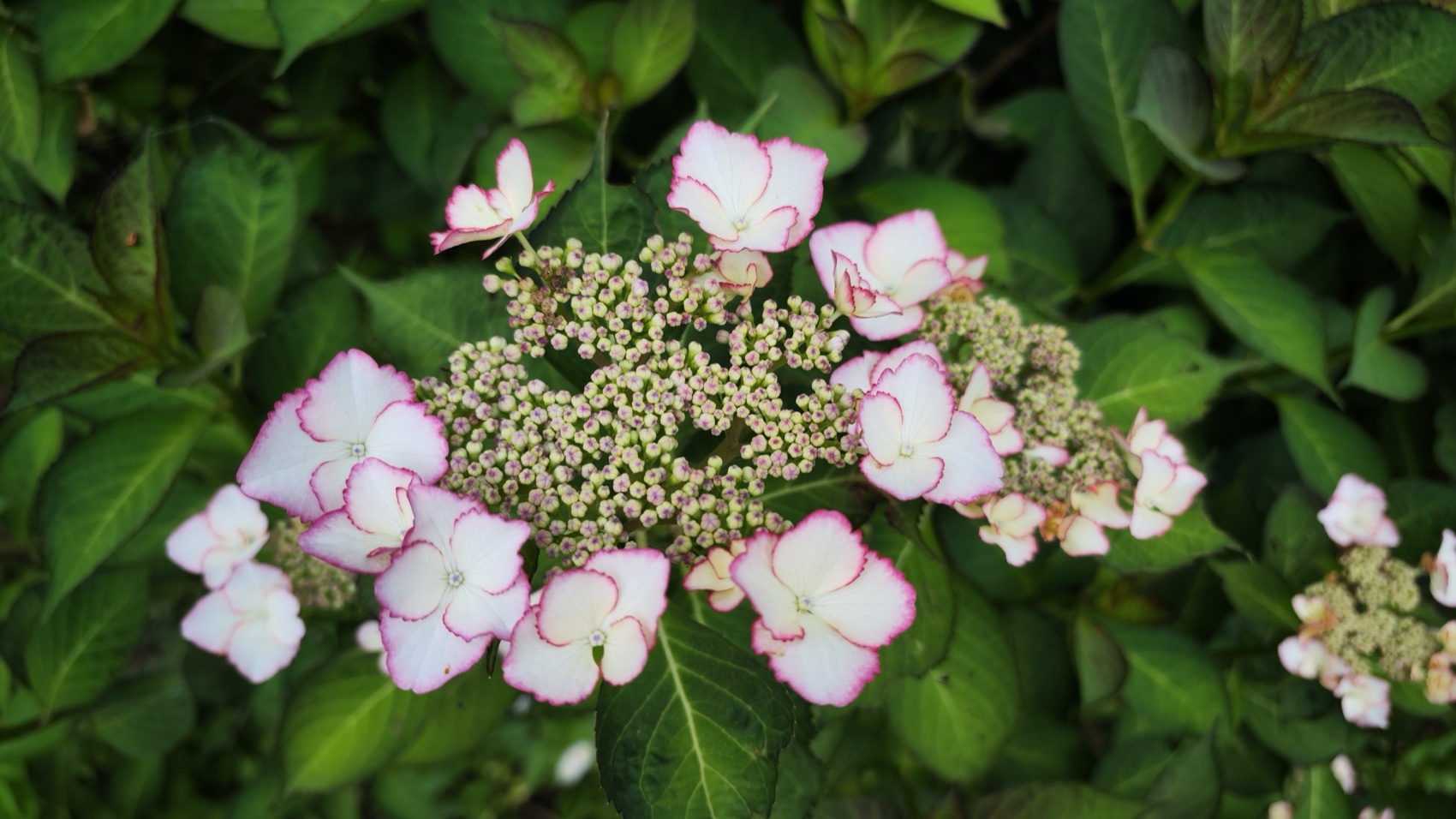 A flat lacecap hydrangea bloom with pale florets ringing tiny central buds among green leaves at Asumiko pond, Fujiyoshida.