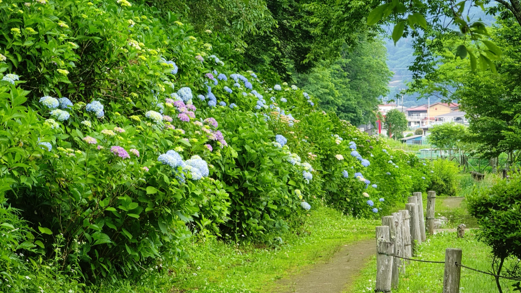 A path lined with hydrangea descends from Asumiko pond toward the rooftops of Fujiyoshida town below.