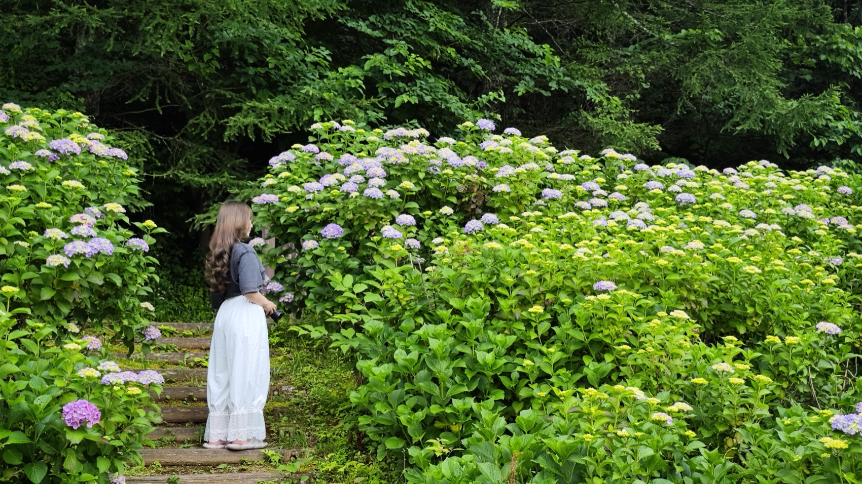 A visitor seen from behind walks down stone steps lined with blooming blue and lilac hydrangea on the slope at Asumiko pond park in Fujiyoshida, Yamanashi.