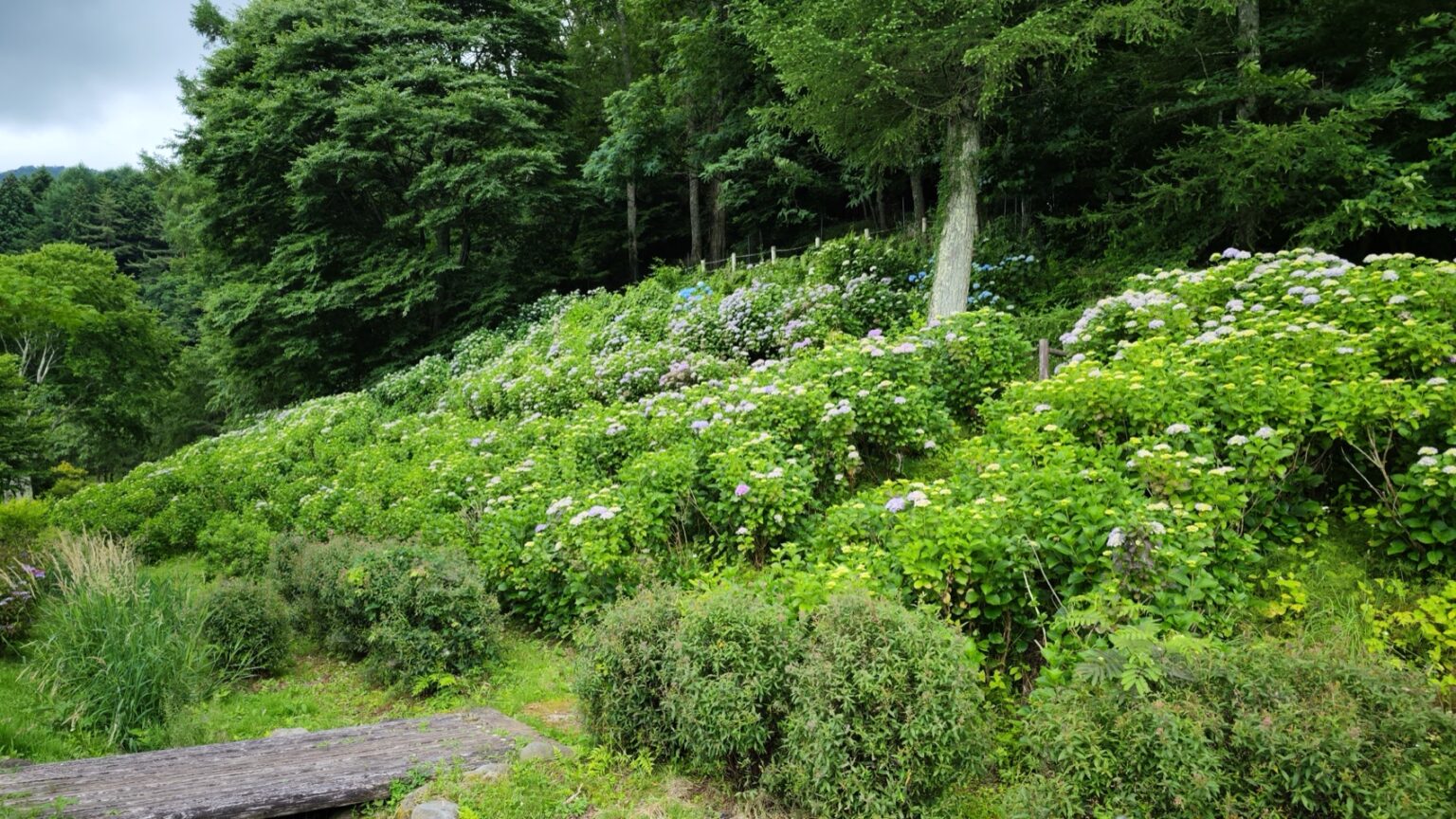 A path runs along a green hillside planted with blue and purple hydrangea bushes at Asumiko pond park in Fujiyoshida, the slope rising into trees.