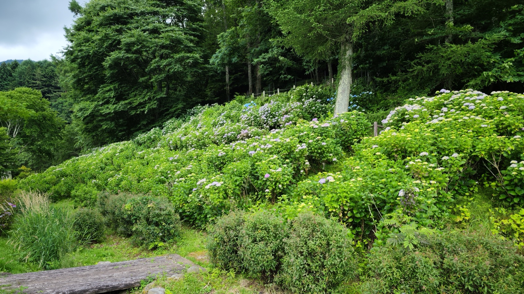 A path runs along a green hillside planted with blue and purple hydrangea bushes at Asumiko pond park in Fujiyoshida, the slope rising into trees.