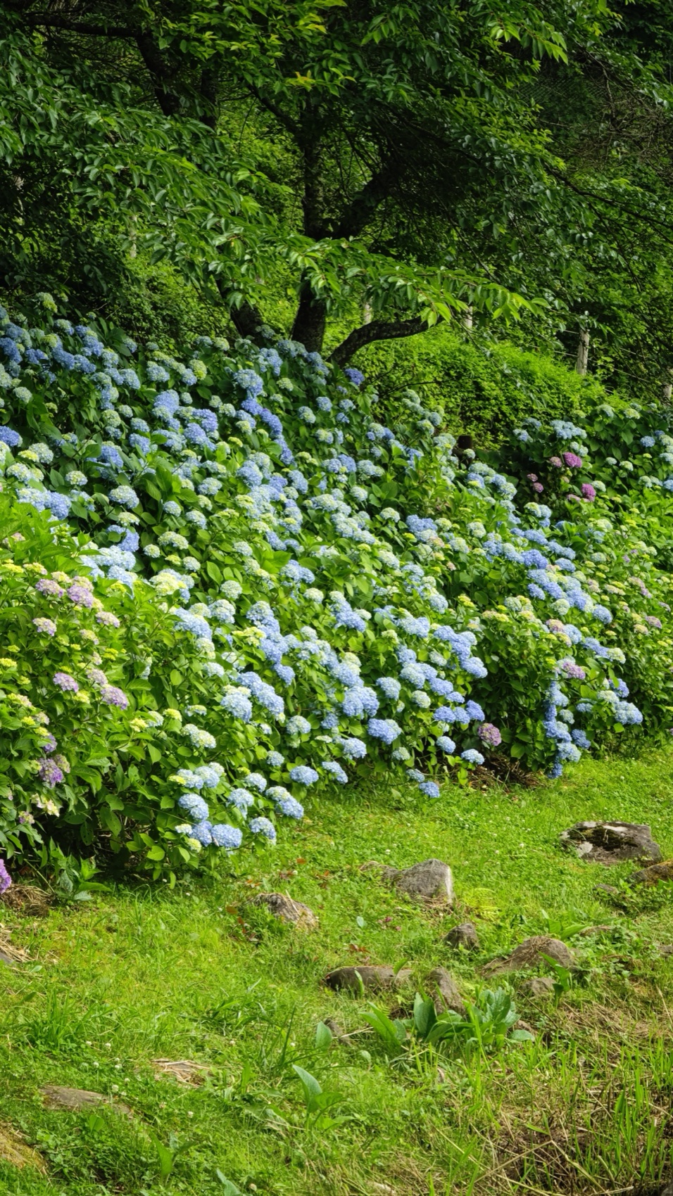 Masses of blue and white hydrangea blooming up a green hillside at Asumiko pond in Fujiyoshida on an overcast June day, shot upright.