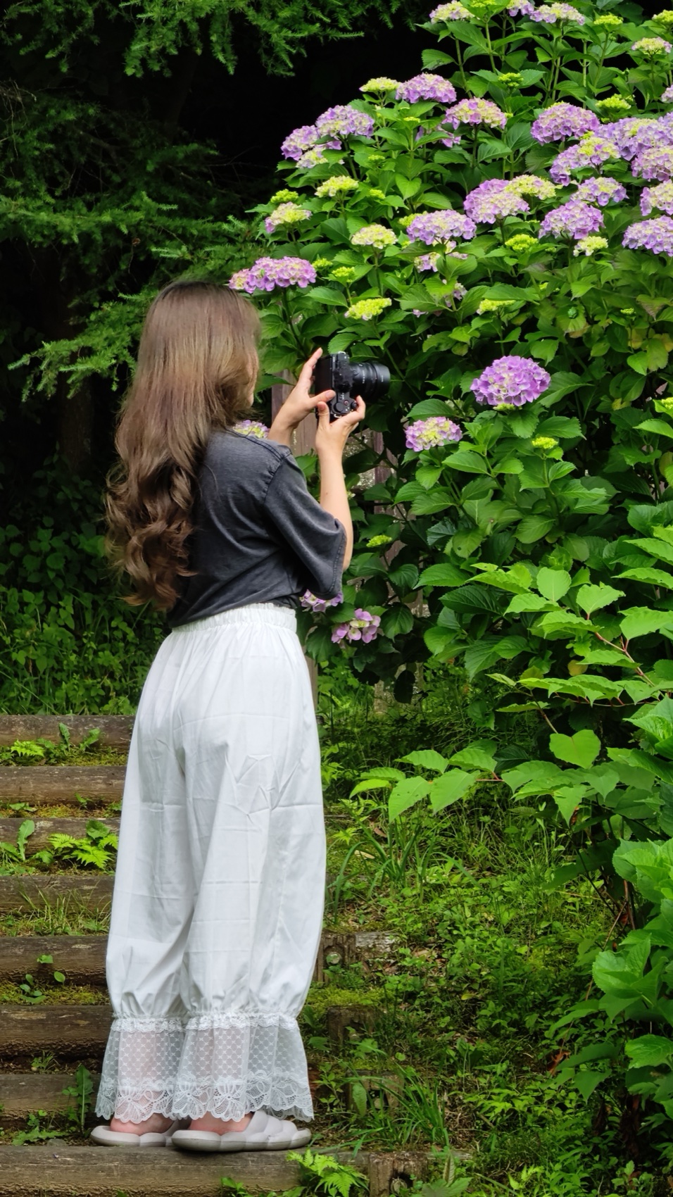A visitor seen from behind photographs a large purple hydrangea bush on the slope at Asumiko pond park in Fujiyoshida, Yamanashi.