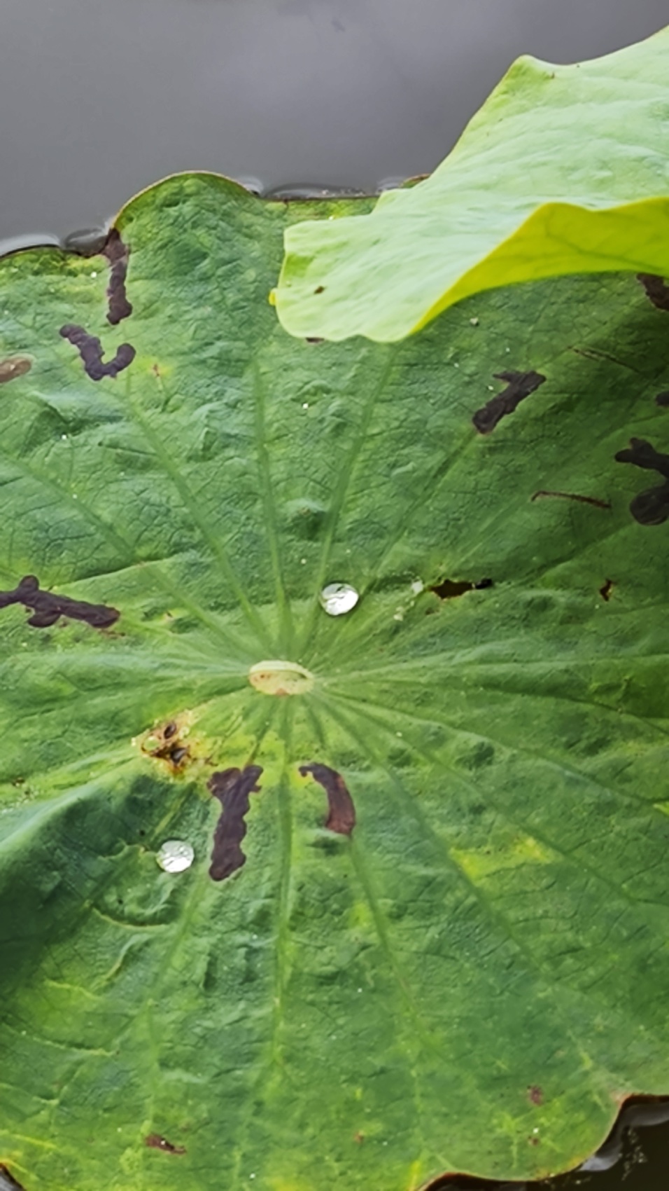 A single round lotus leaf on the dark water of Asumiko pond holding a bead of rainwater at its centre, Fujiyoshida.
