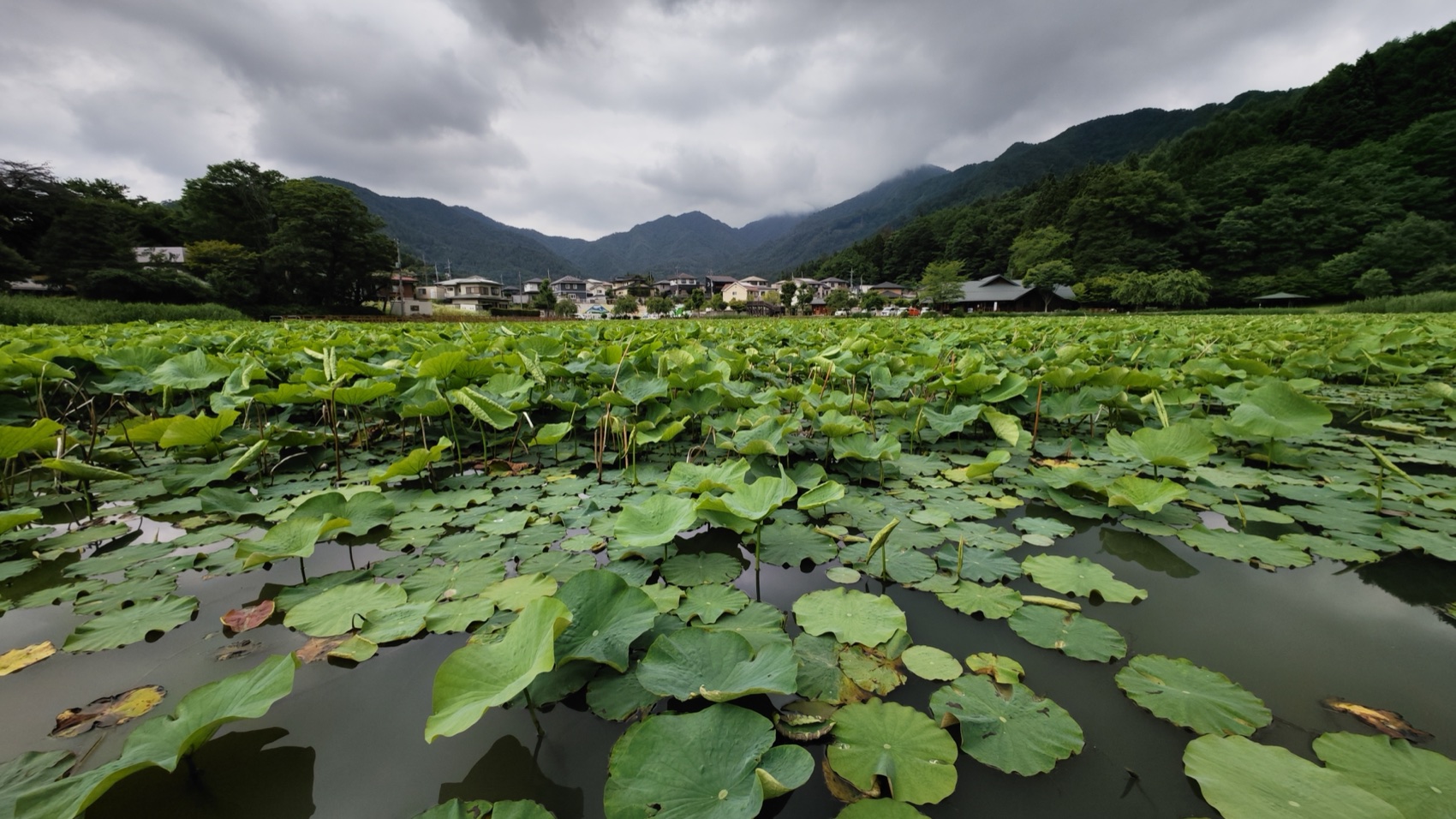 Round lotus leaves standing above the dark water of Asumiko pond, some cupped to hold rainwater, Fujiyoshida.