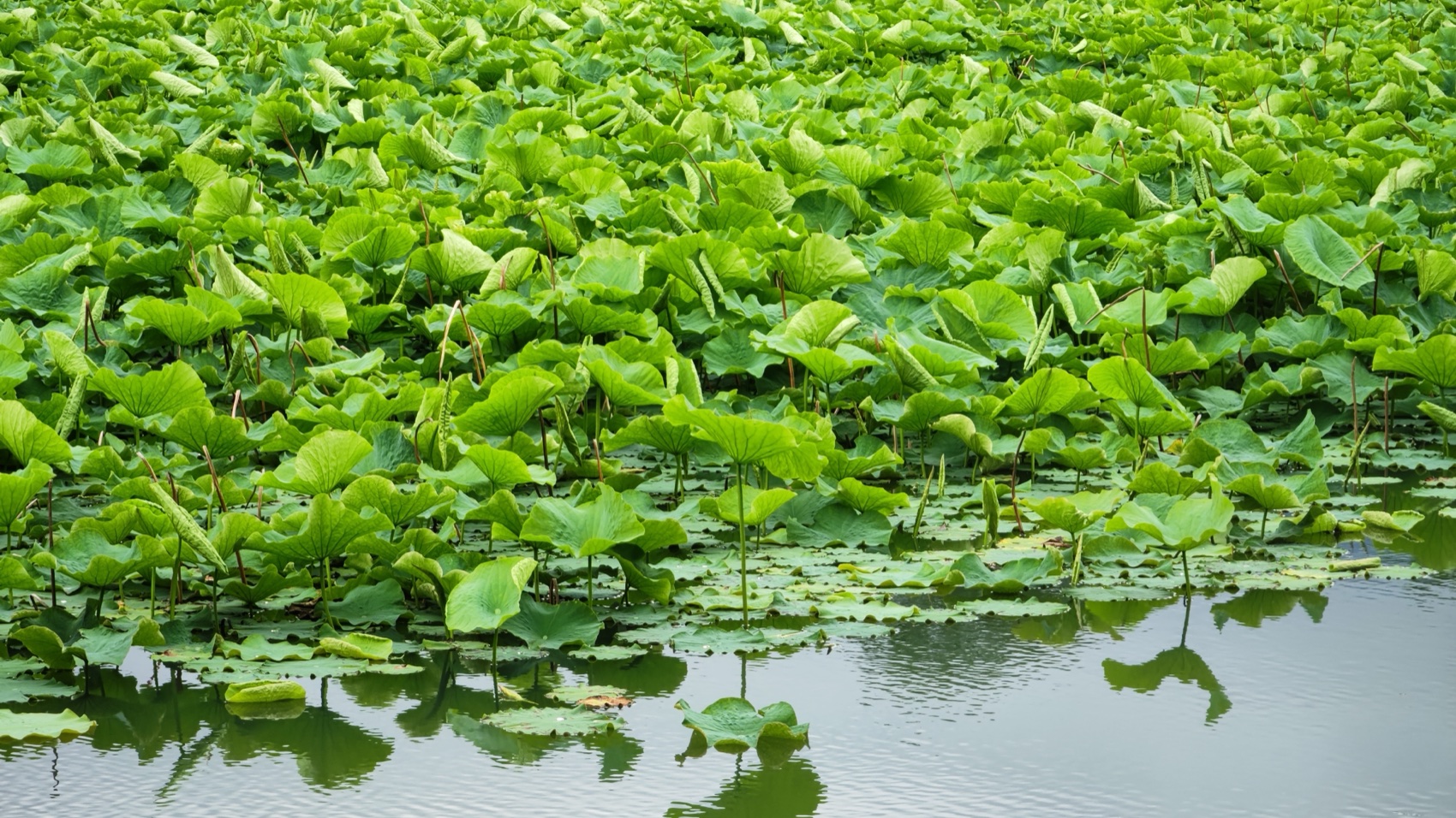A close carpet of overlapping round green lotus leaves covering the water surface of Asumiko pond, Fujiyoshida.