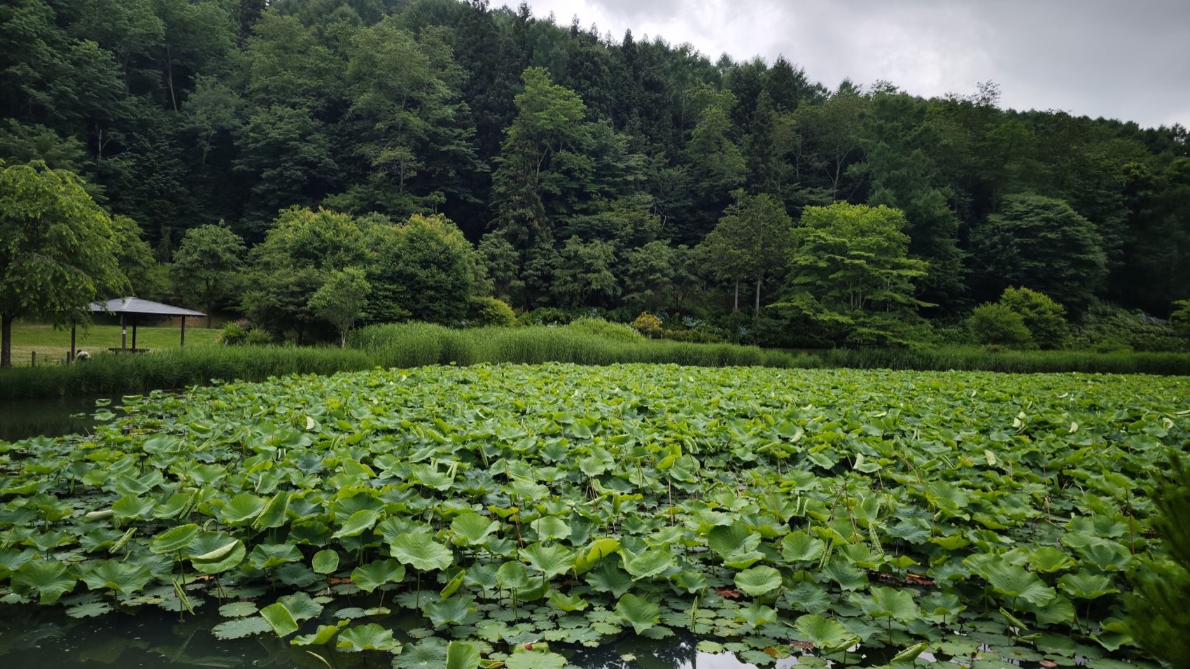 Asumiko pond covered with a dense layer of green lotus leaves, with wooded hills rising behind under a cloudy sky, Fujiyoshida, Yamanashi.