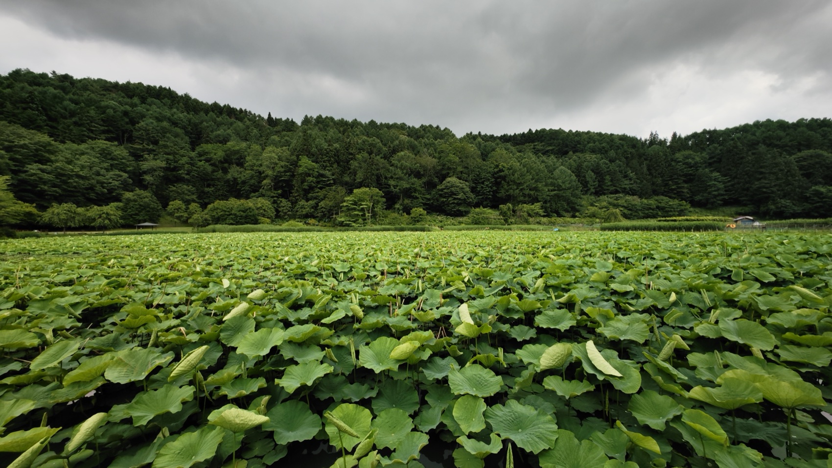 A wide view of Asumiko pond almost entirely covered in green lotus leaves, ringed by forested hills under a grey overcast sky in late June, Fujiyoshida.