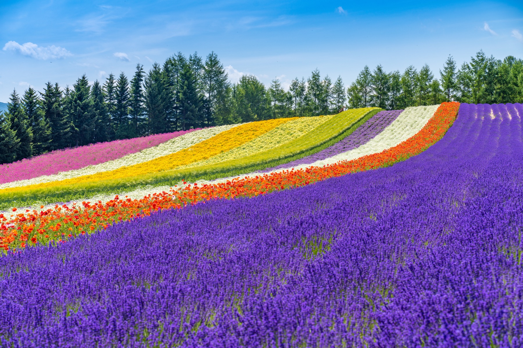 The rainbow-striped flower fields of Furano in Hokkaido in summer, rows of purple lavender, red poppies and yellow and white blooms running up a hillside toward a line of spruce trees under a blue sky