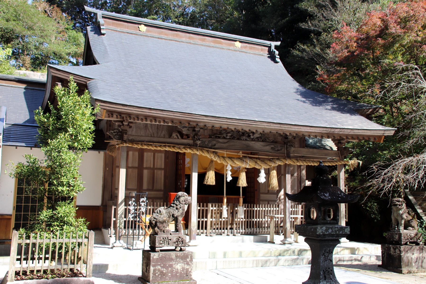 The wooden main worship hall (haiden) of Imari Shrine in Saga, with a thick shimenawa rope, guardian komainu lion-dogs and a stone lantern, autumn foliage behind the grey-tiled roof