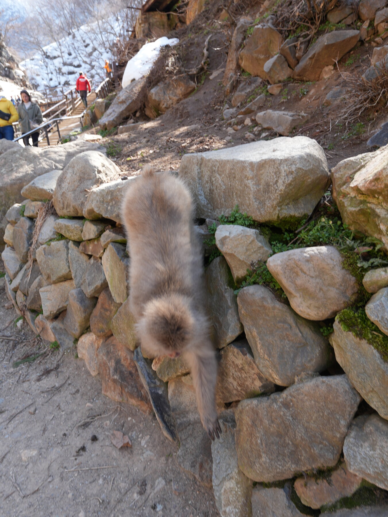 A wild Japanese macaque walking along the path close to visitors at Jigokudani Snow Monkey Park, with people and snowy mountains in the background.
