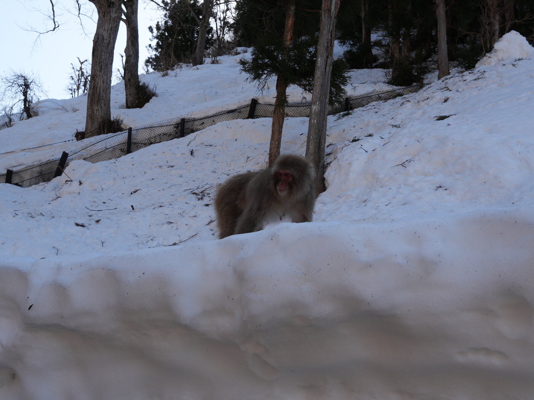 A single wild Japanese macaque standing on a snowy slope among bare trees and a low fence at Jigokudani Snow Monkey Park in Nagano.