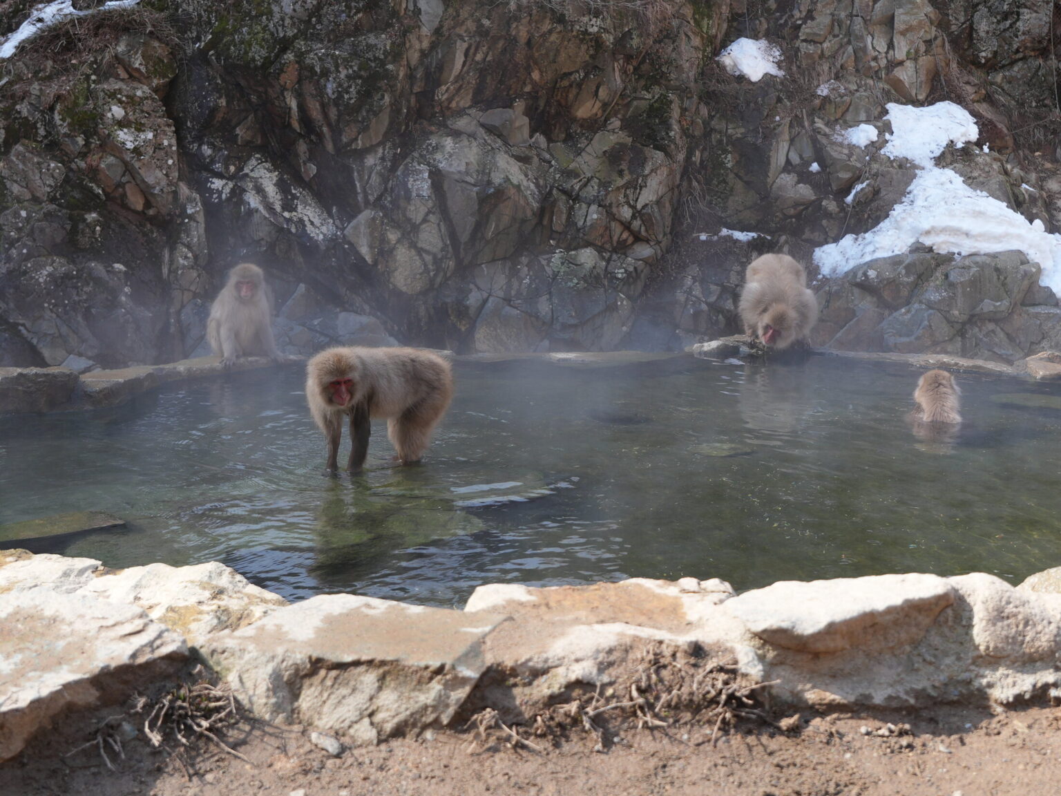 Several wild Japanese macaques sitting in and around a steaming natural hot-spring pool ringed by snow-dusted rock at Jigokudani Yaen-koen Snow Monkey Park in Nagano.