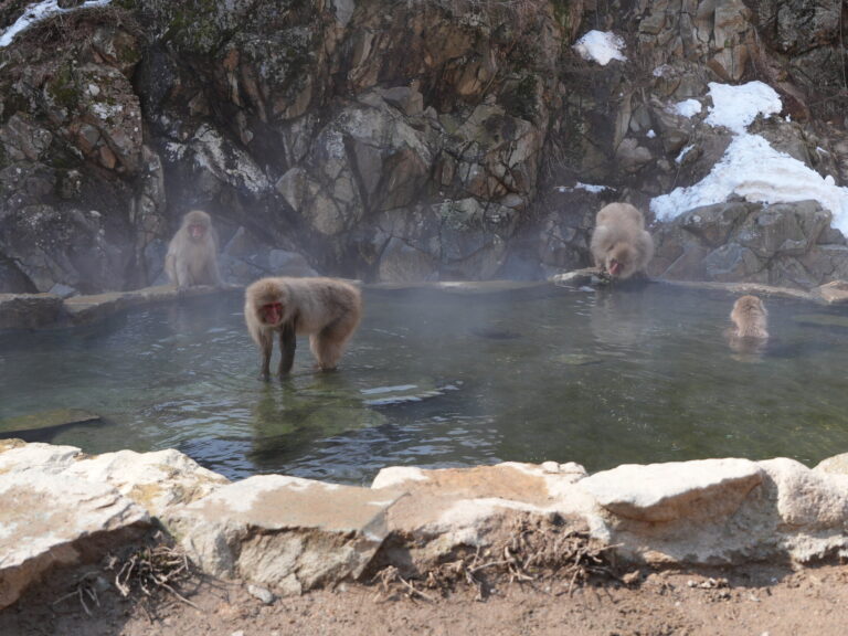 Several wild Japanese macaques sitting in and around a steaming natural hot-spring pool ringed by snow-dusted rock at Jigokudani Yaen-koen Snow Monkey Park in Nagano.