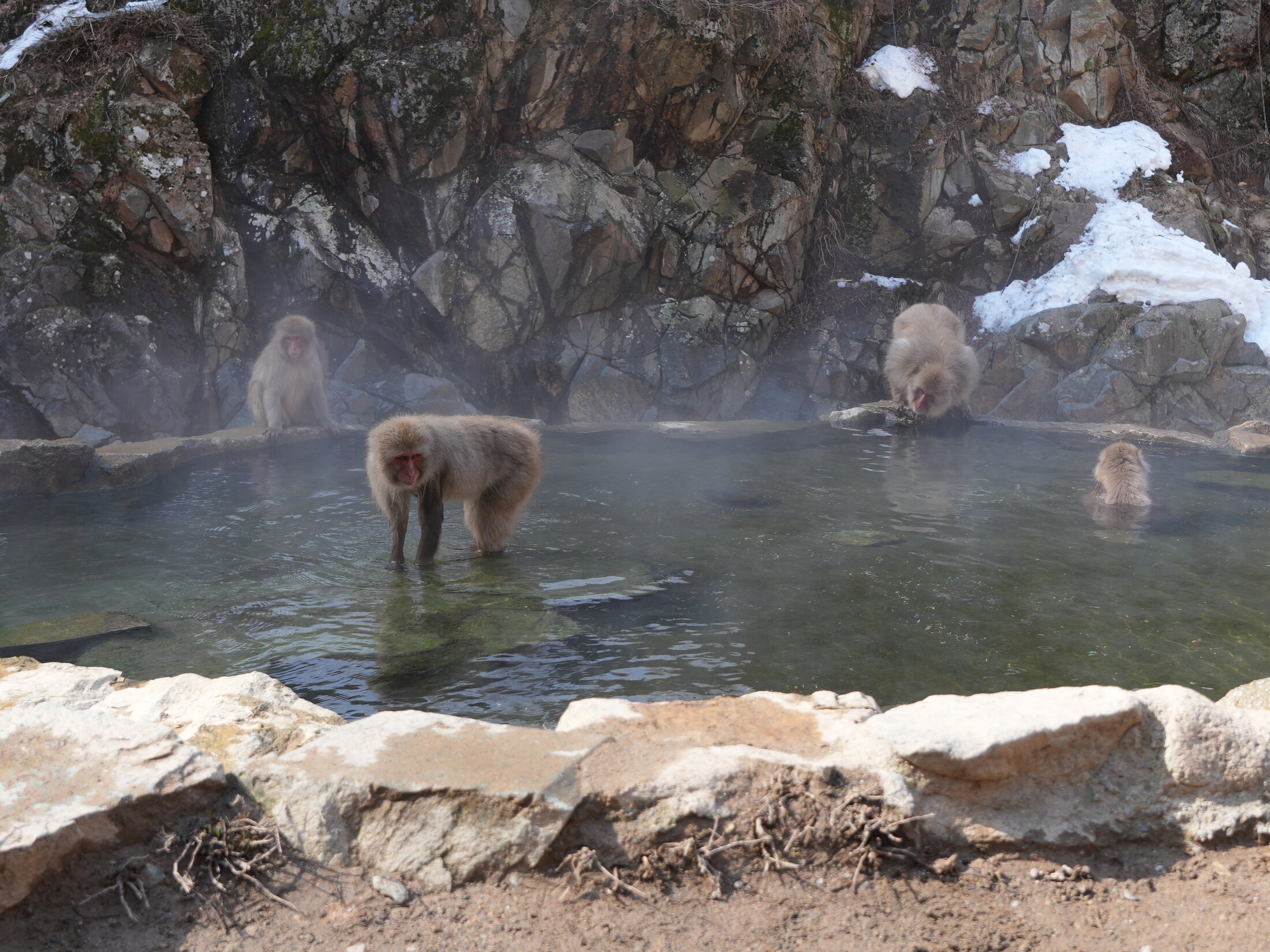 Several wild Japanese macaques sitting in and around a steaming natural hot-spring pool ringed by snow-dusted rock at Jigokudani Yaen-koen Snow Monkey Park in Nagano.