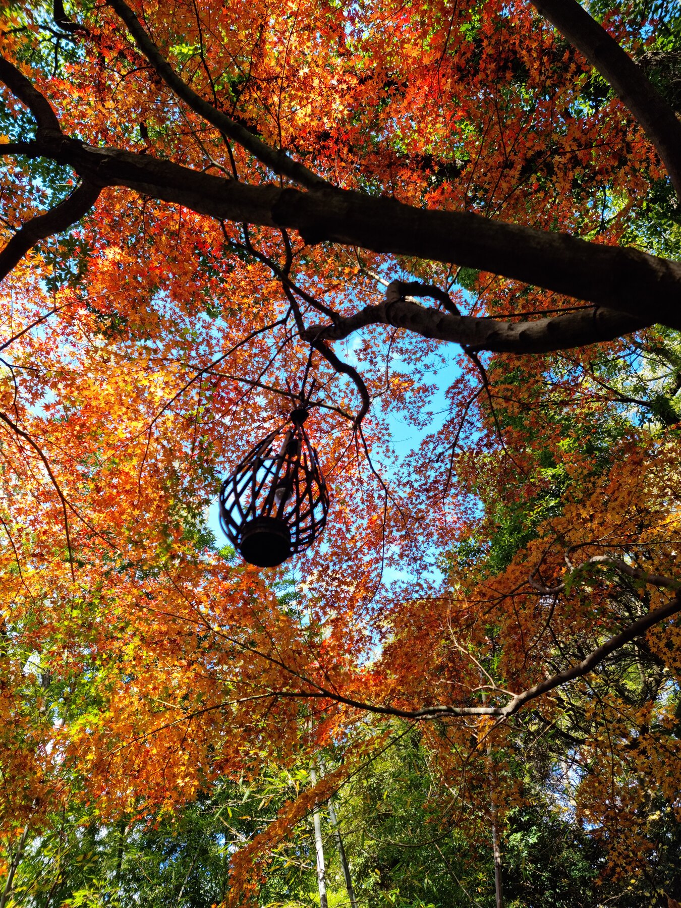 Looking up through a canopy of red and orange autumn maple leaves to a wrought-iron lantern and blue sky on the grounds of Kinomiya Shrine in Atami.