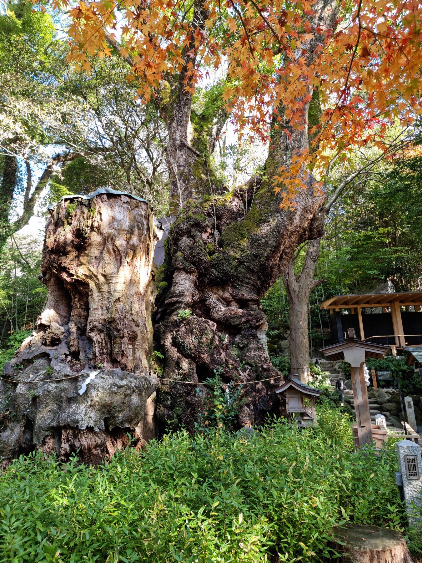 The ancient great camphor at Kinomiya Shrine seen with its viewing deck and a maple turning red in autumn, the huge trunk rising behind a low wooden platform.