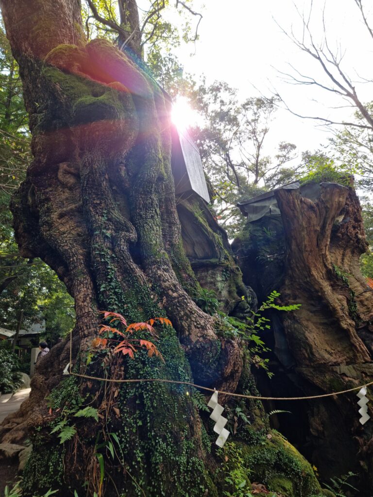 The massive gnarled trunk of the ancient great camphor tree at Kinomiya Shrine in Atami, wrapped with a sacred shimenawa rope, sunlight breaking through the canopy above.
