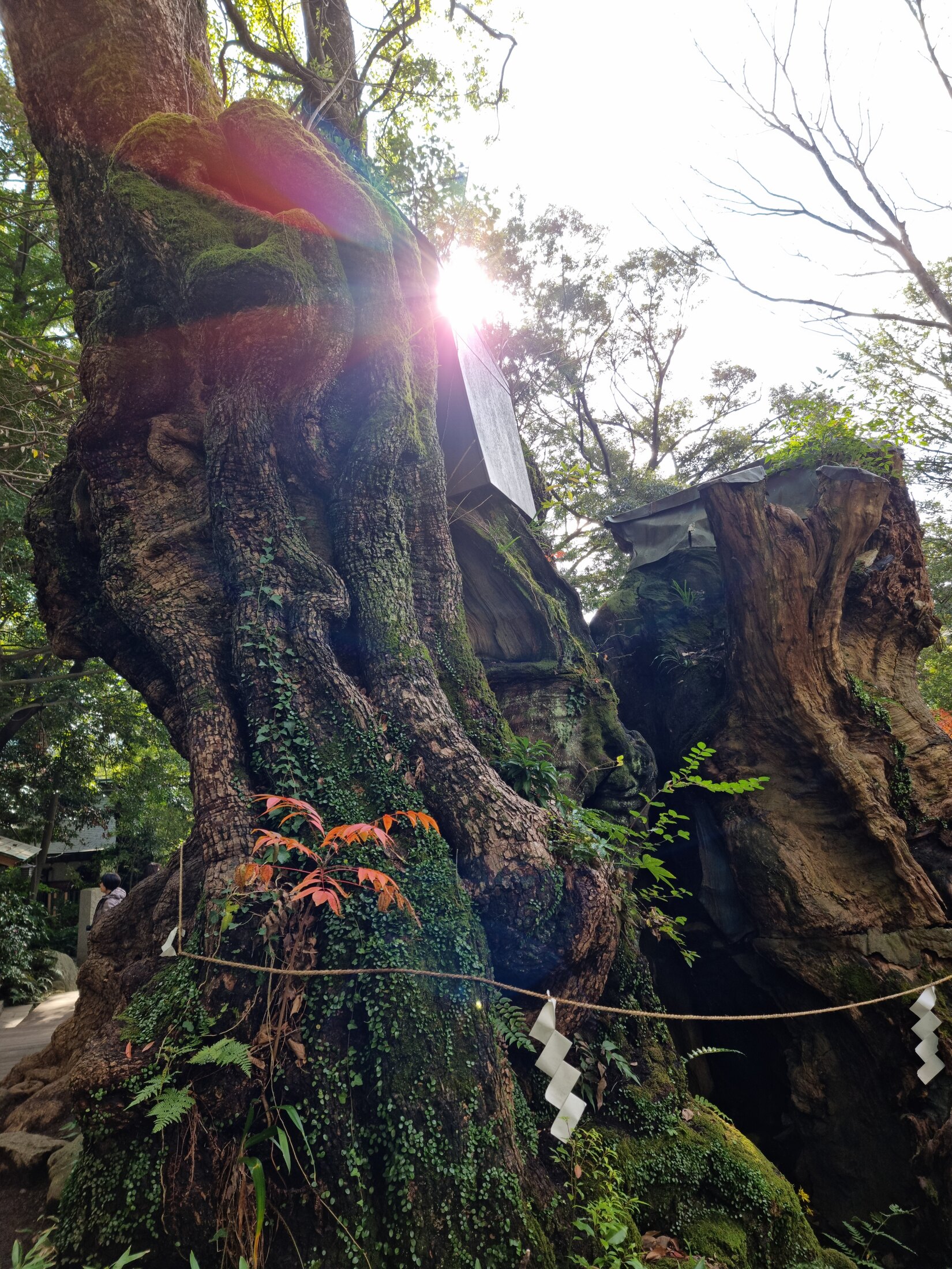 The massive gnarled trunk of the ancient great camphor tree at Kinomiya Shrine in Atami, wrapped with a sacred shimenawa rope, sunlight breaking through the canopy above.